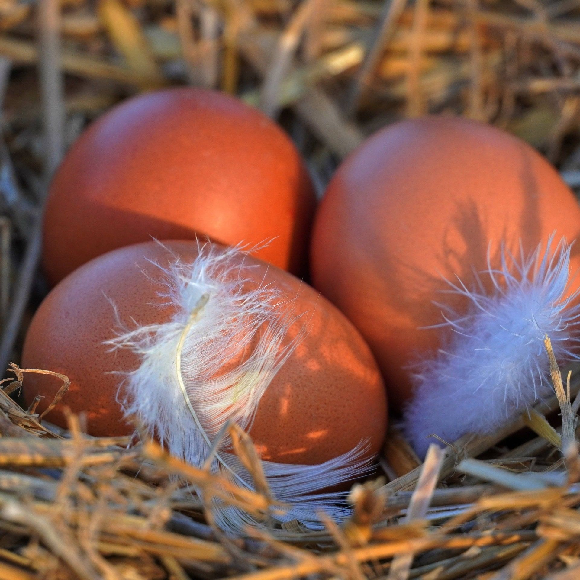Bio-Eier vom Wochenmarkt, Supermarkt oder Discounter – Wo sind die Unterschiede?