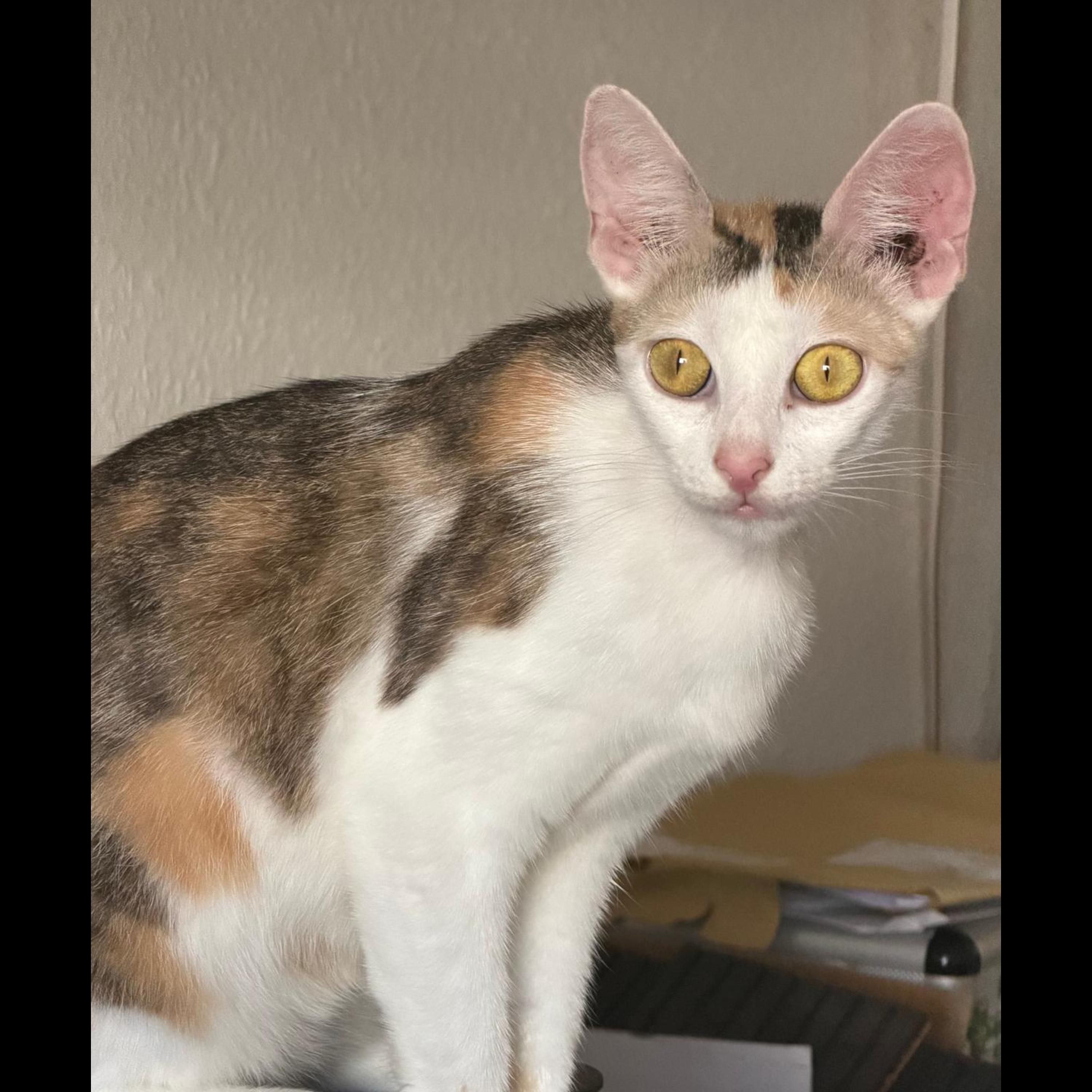 Kamera Frau Vicky - Film ab für Ihre Kitten