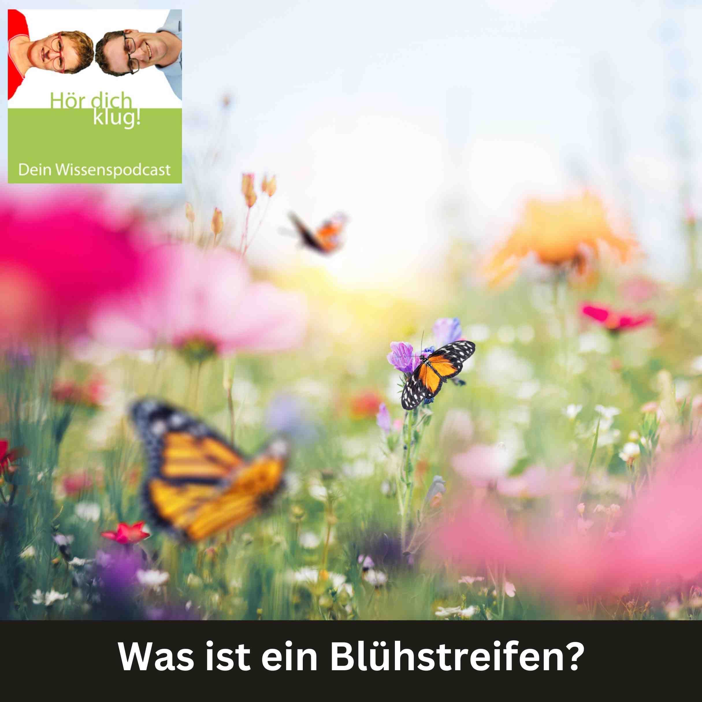 Was ist ein Blühstreifen?