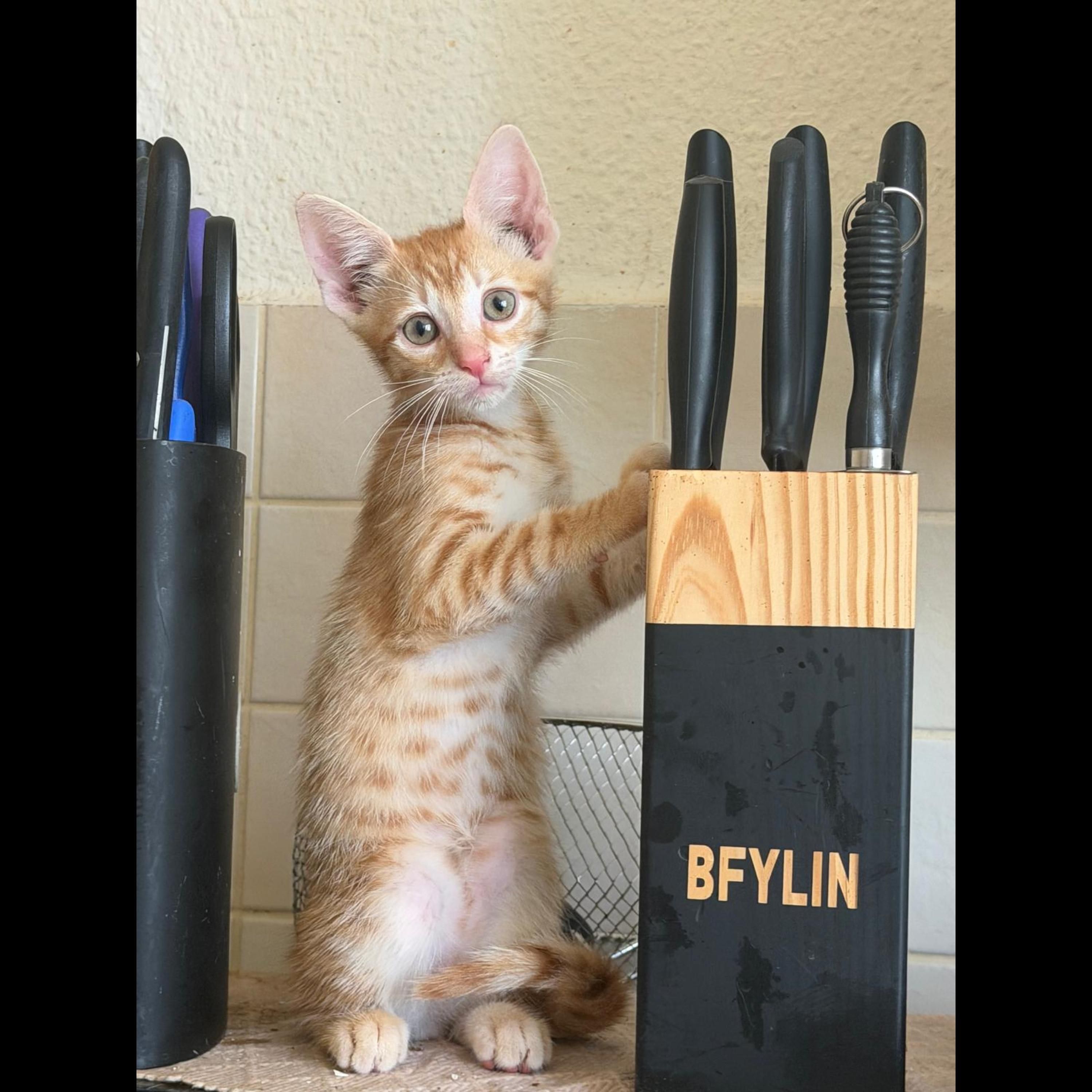Die Kitten heben die Tür aus den Angeln