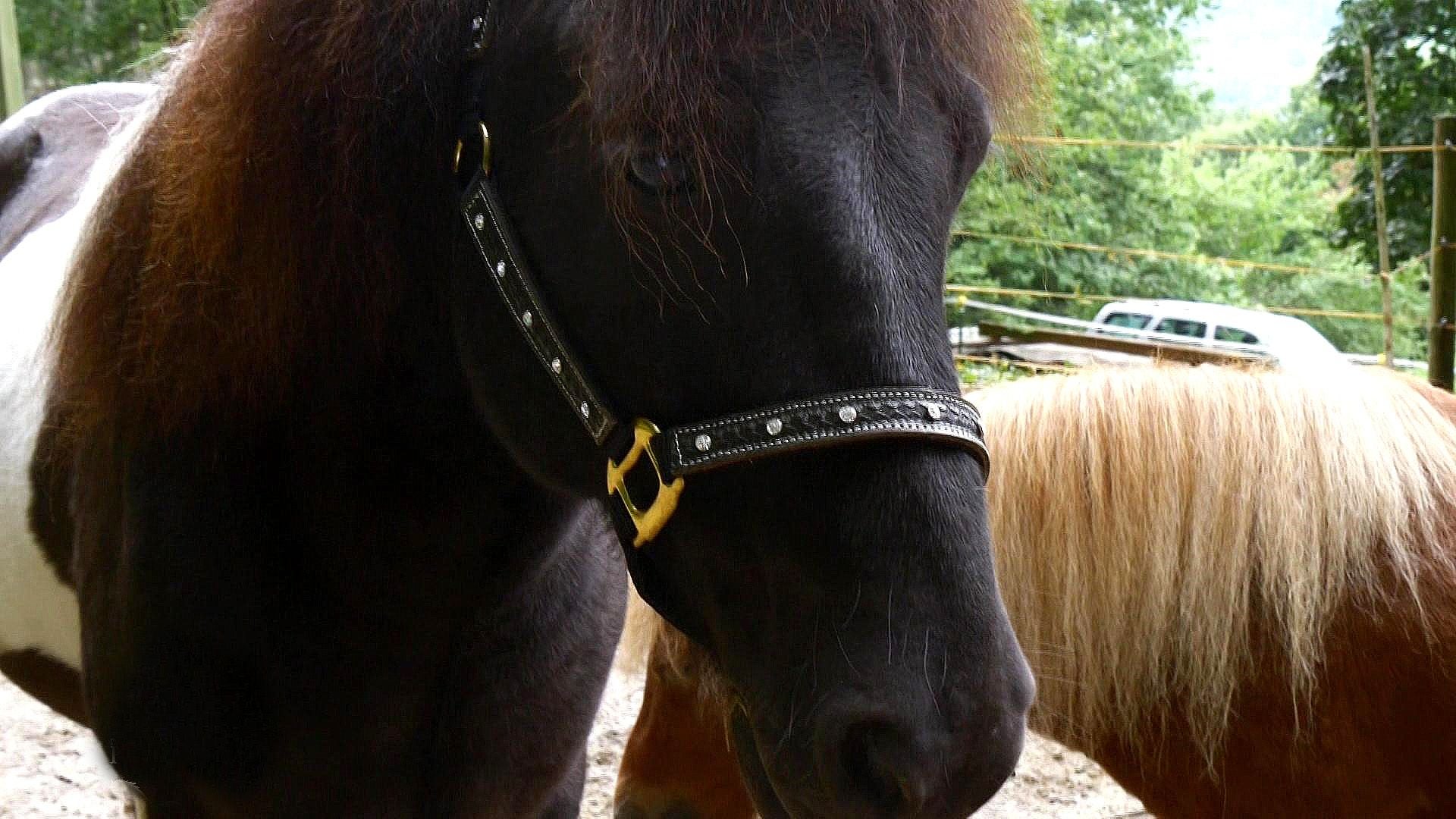 Schulpferd Duan ist stur wie ein Bock.