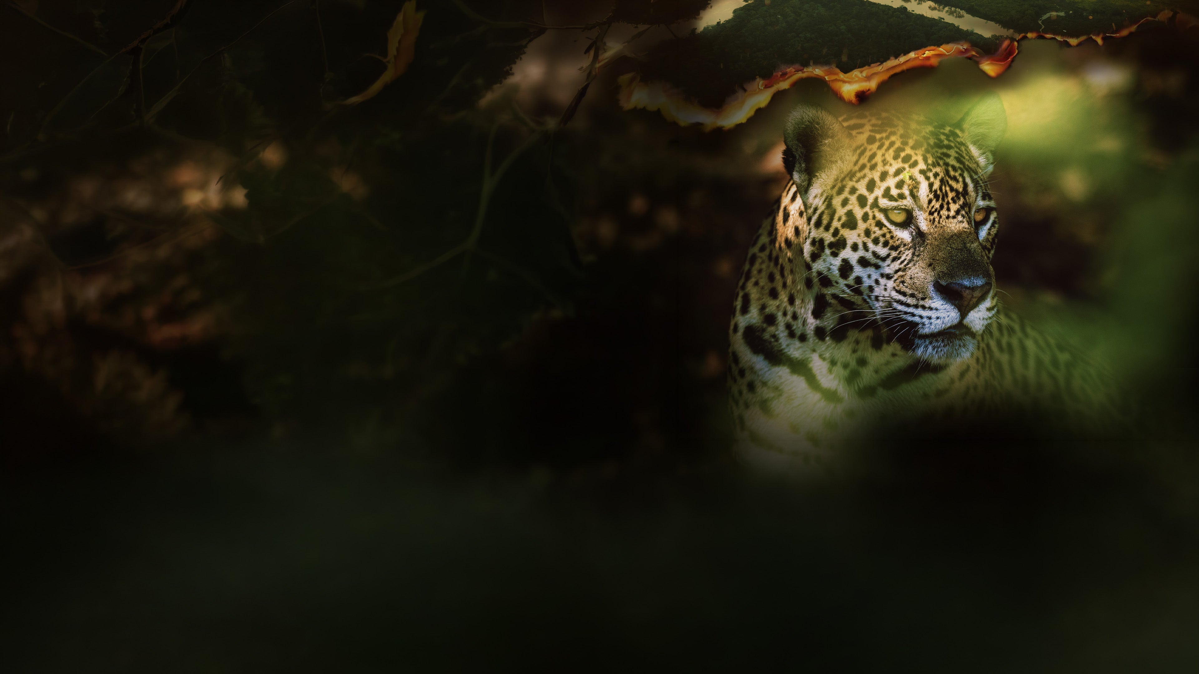 Expedition Pantanal - Suche nach den Jaguaren