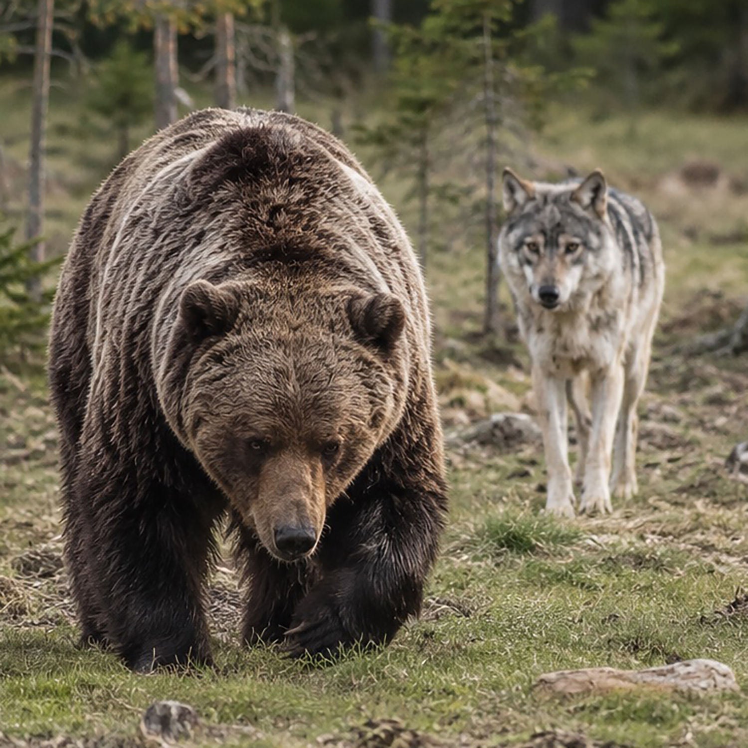 #78 – Wolf und Bär: Warum die Entnahme von Problemtieren ein normaler Vorgang ist