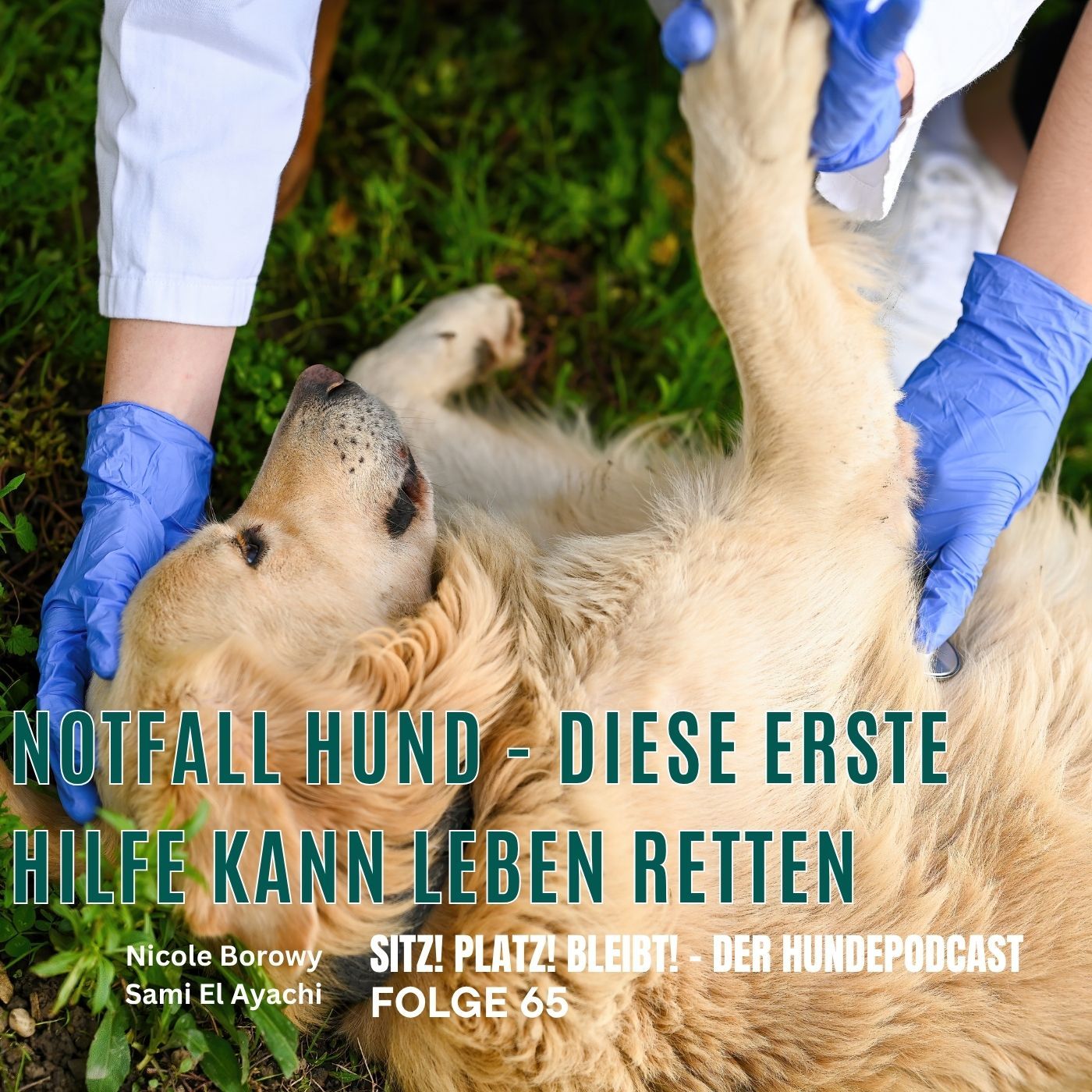 #65 Erste Hilfe beim Hund - was du im Notfall wissen solltest