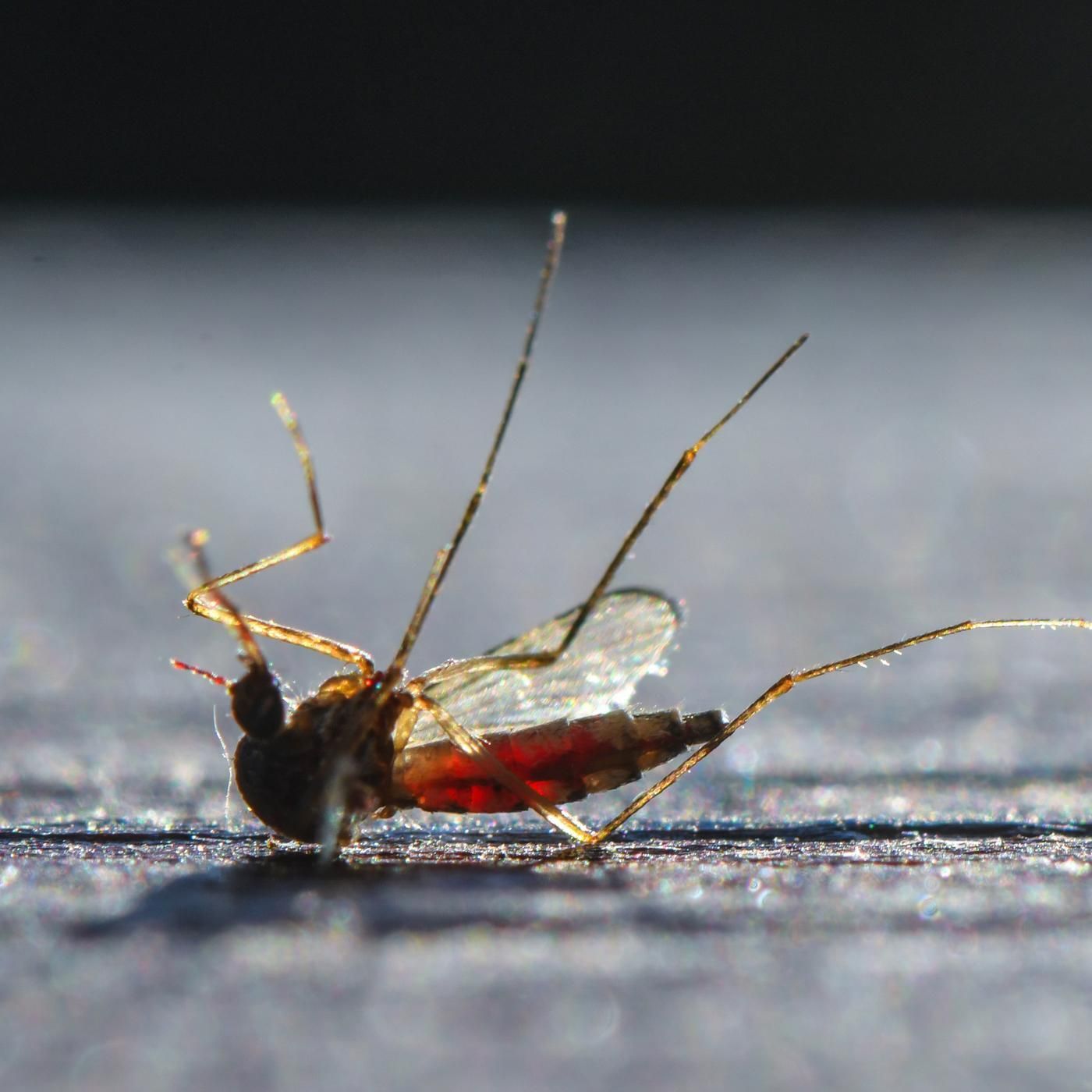 Insekten? "Bewegen uns in Richtung Monotonie"