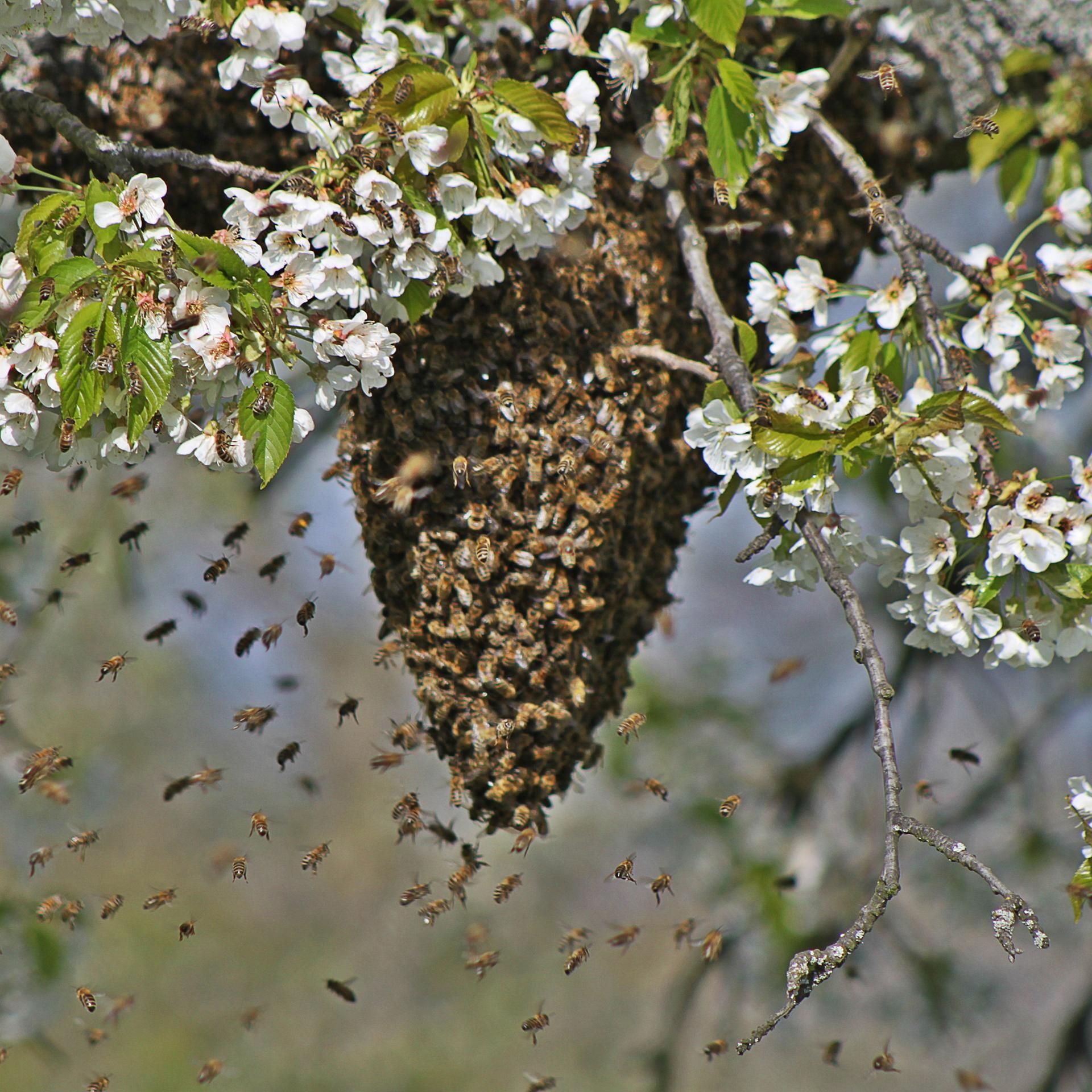 Kakadu - eure Fragen: - Wo wohnen Wildbienen?