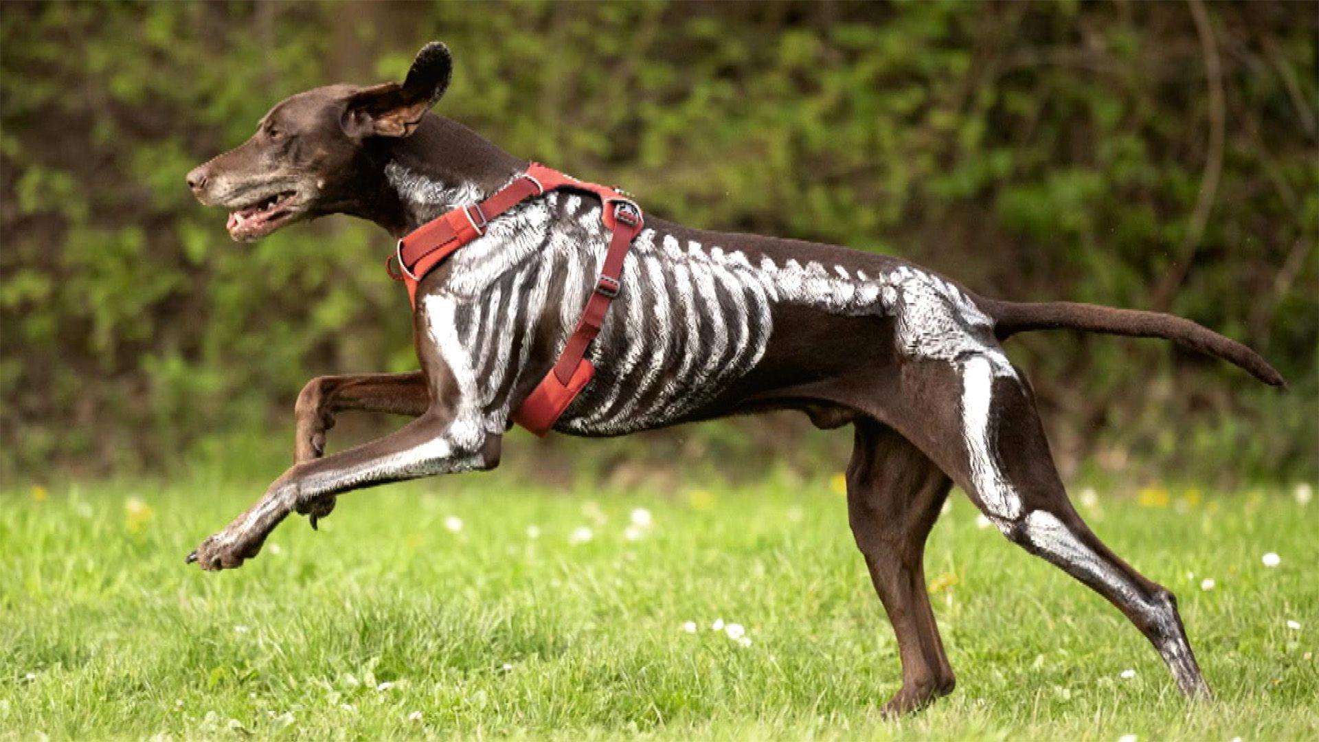 Thema u.a.: Hundezubehör