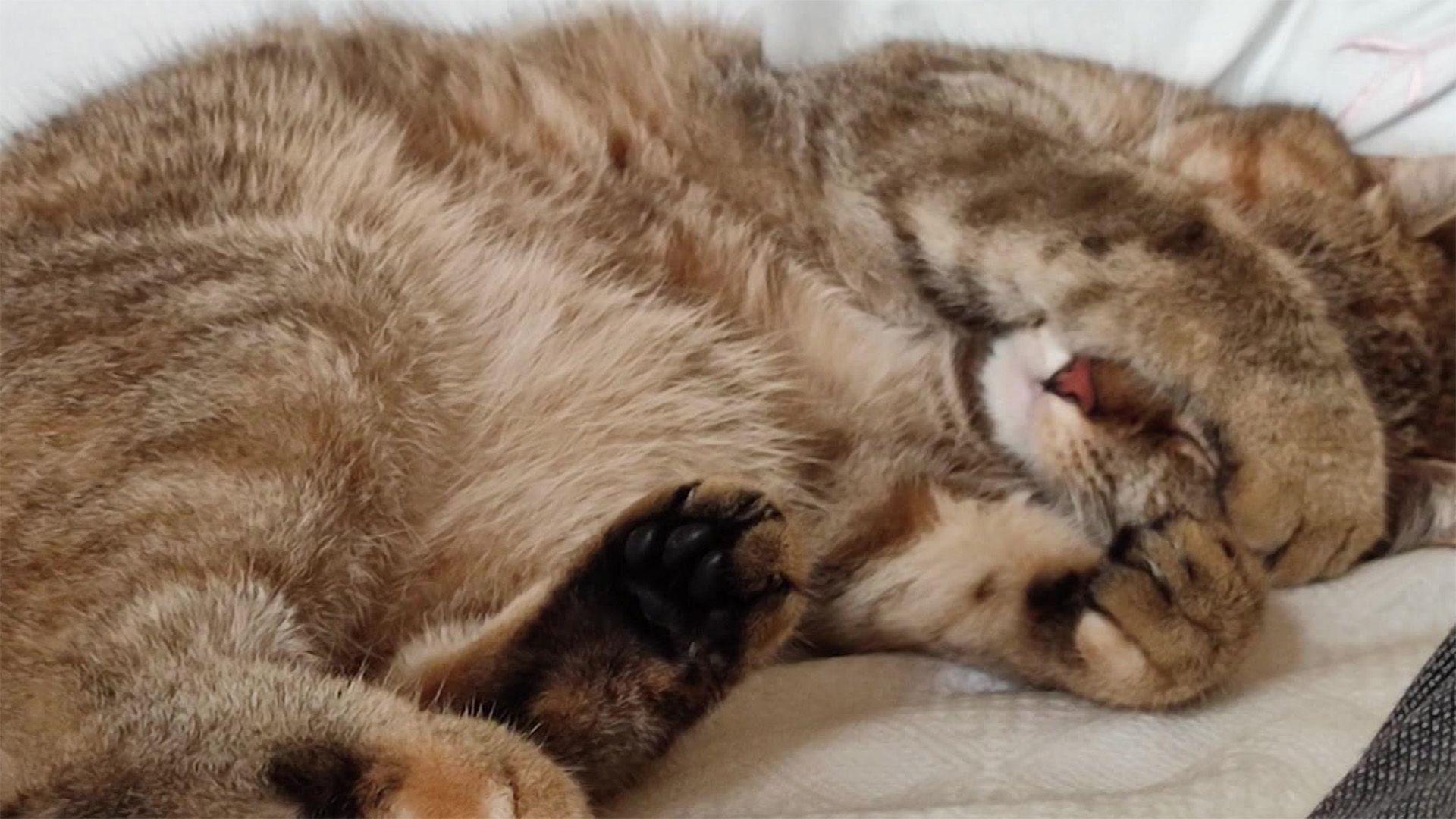 Eine Katze ist in einen Lüftungsschacht gefallen.