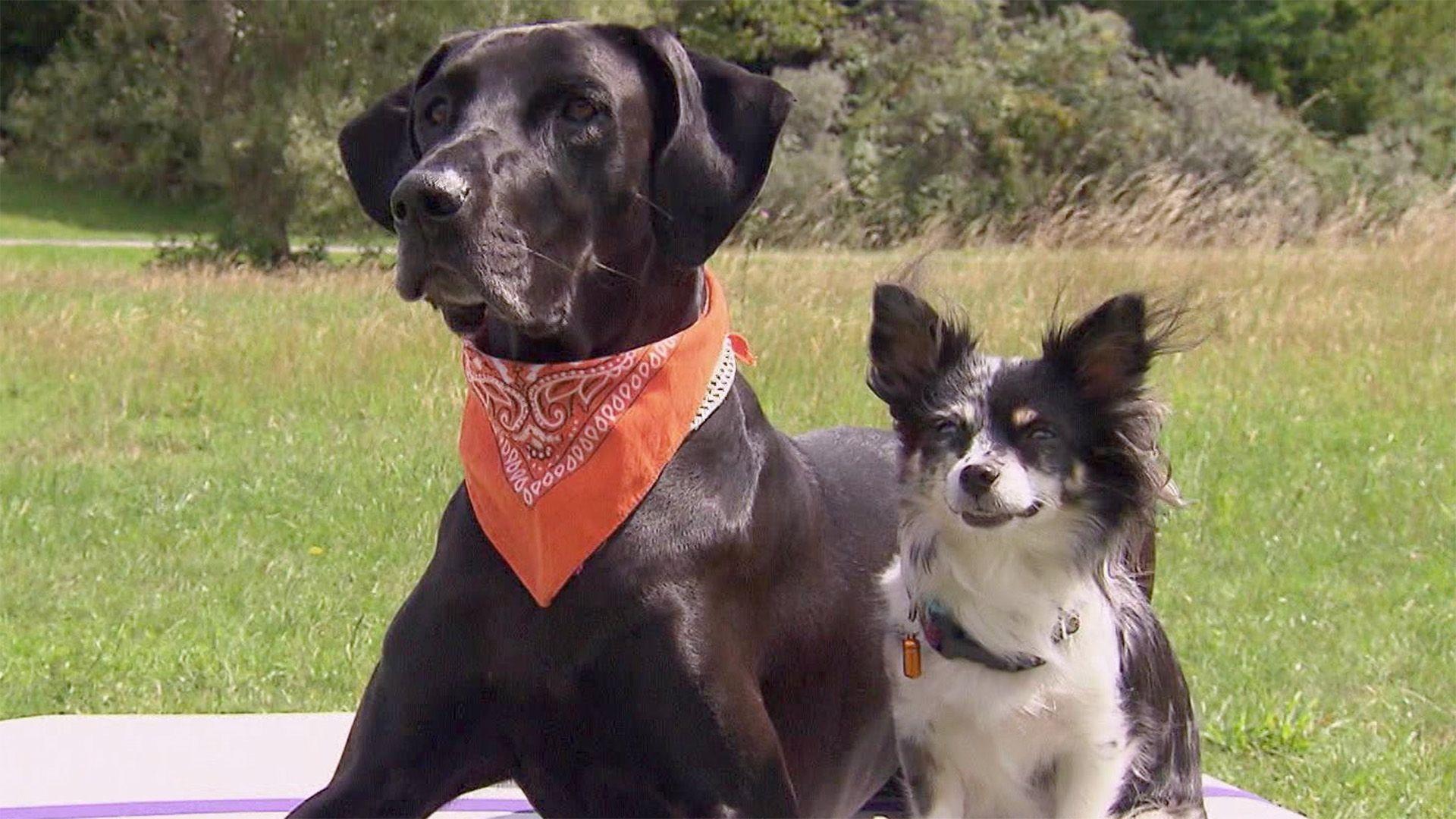 Thema u.a.: Dog Fitness - agil bis ins hohe Alter