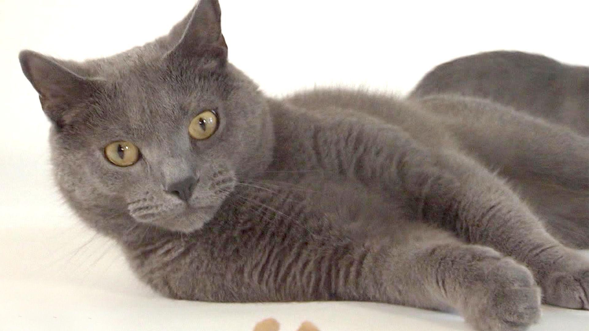 Thema u. a.: Kartäuser-Katzen