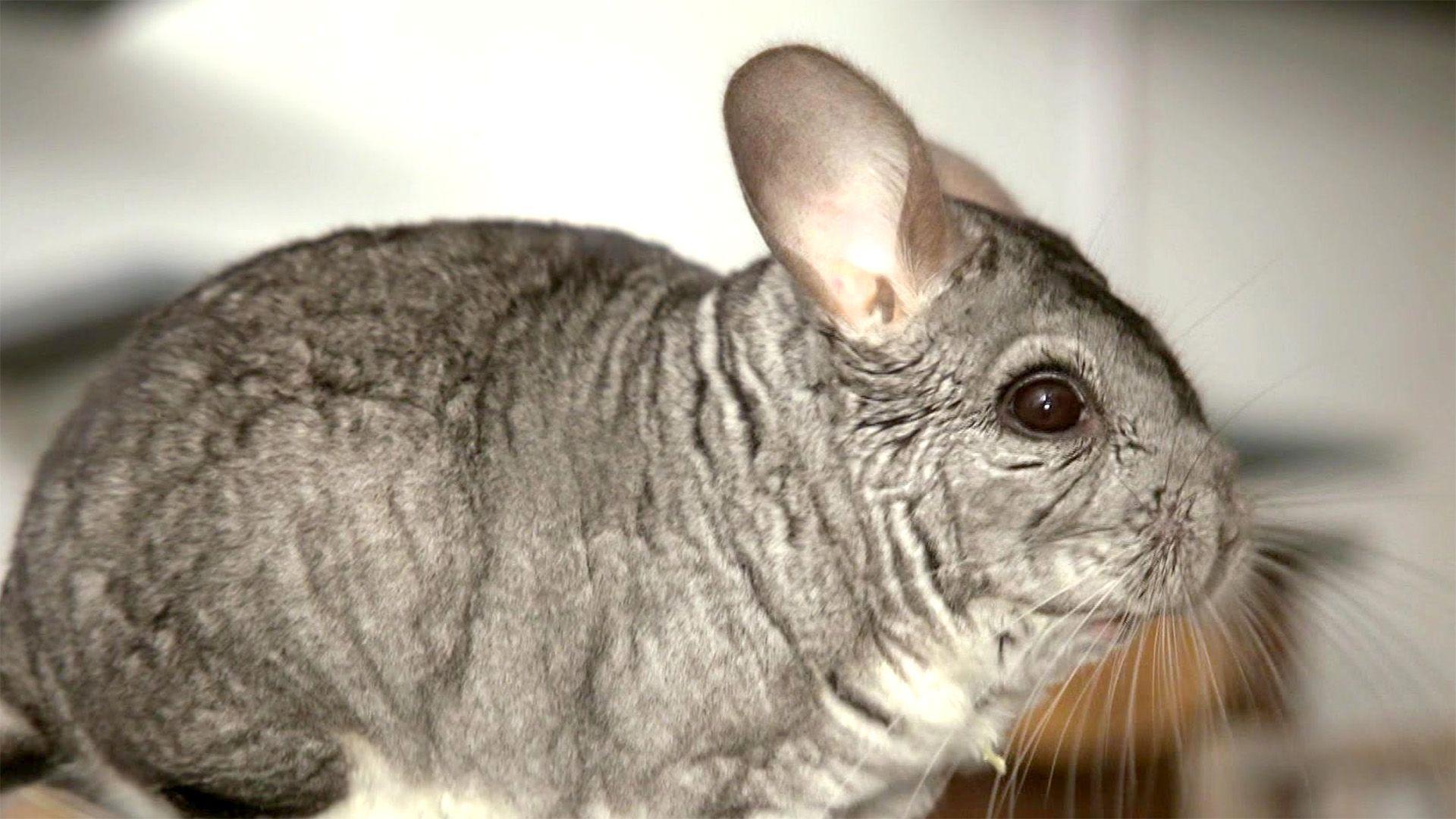 Heute u.a.: Chinchillas benötigen ein ganz spezielles Gehege
