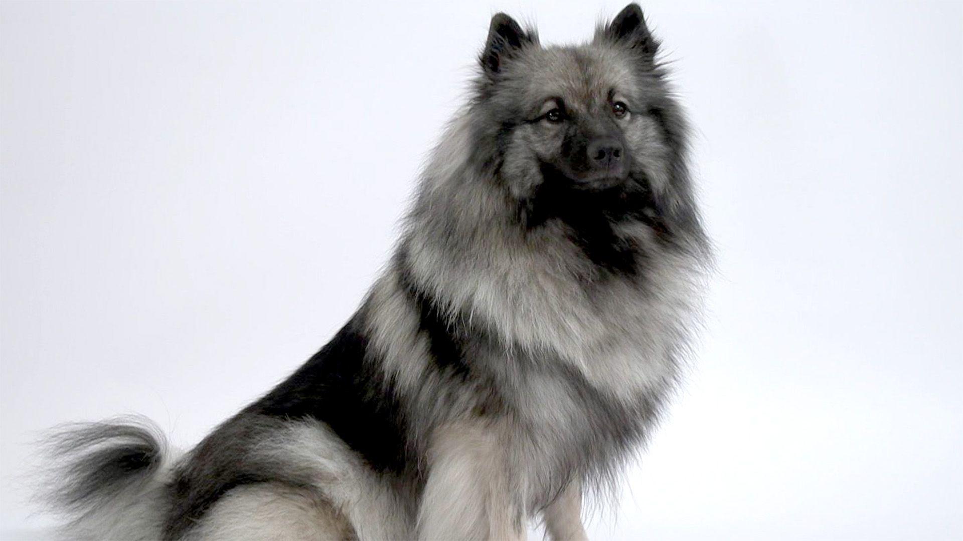 Der europäische Wolfsspitz: Ein Hund im Wolfspelz