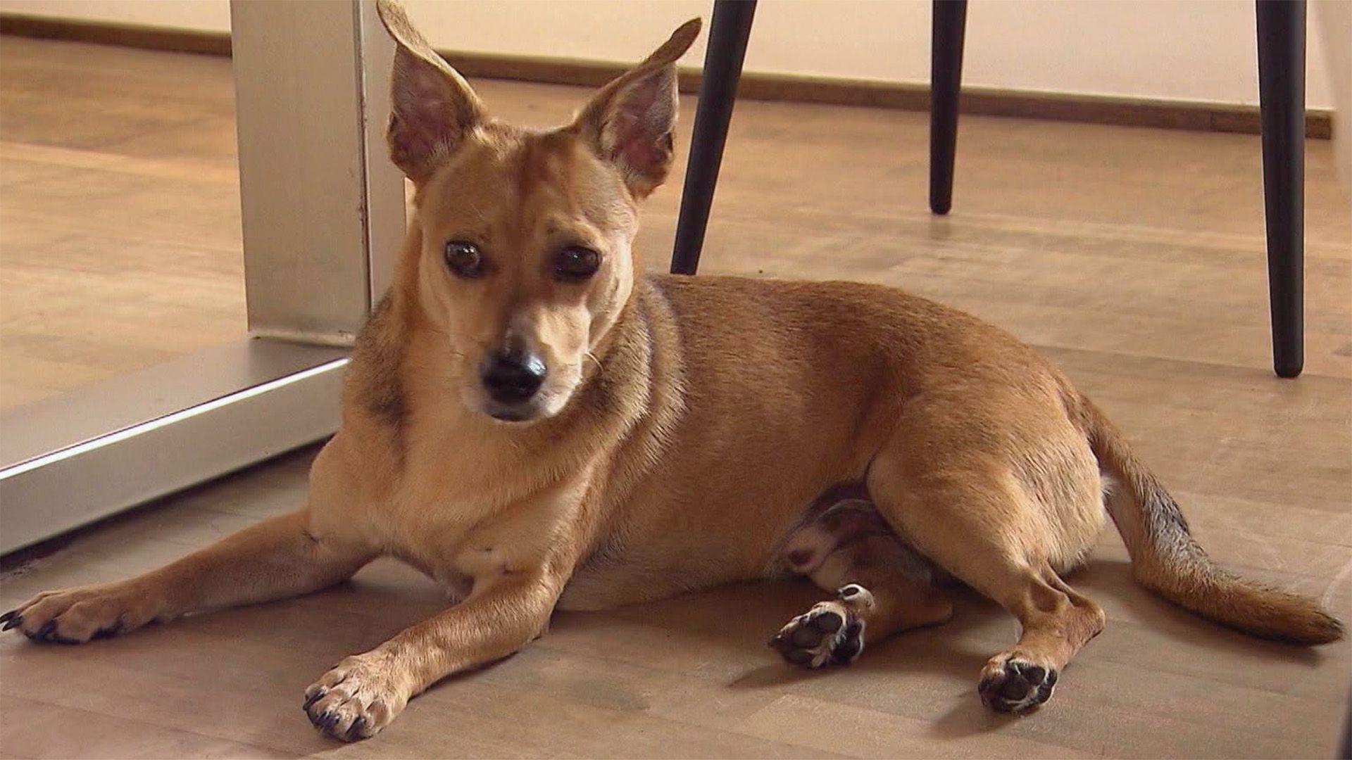 hundkatzemaus begleitet drei Hunde durch ihren Alltag.