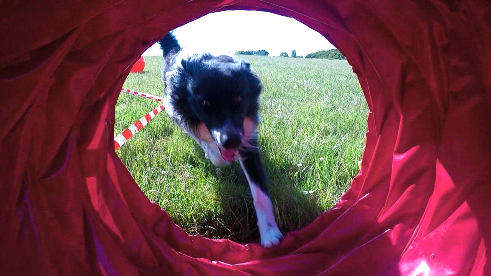 Storchenstation Wesermarsch / Kates Hundesportarten