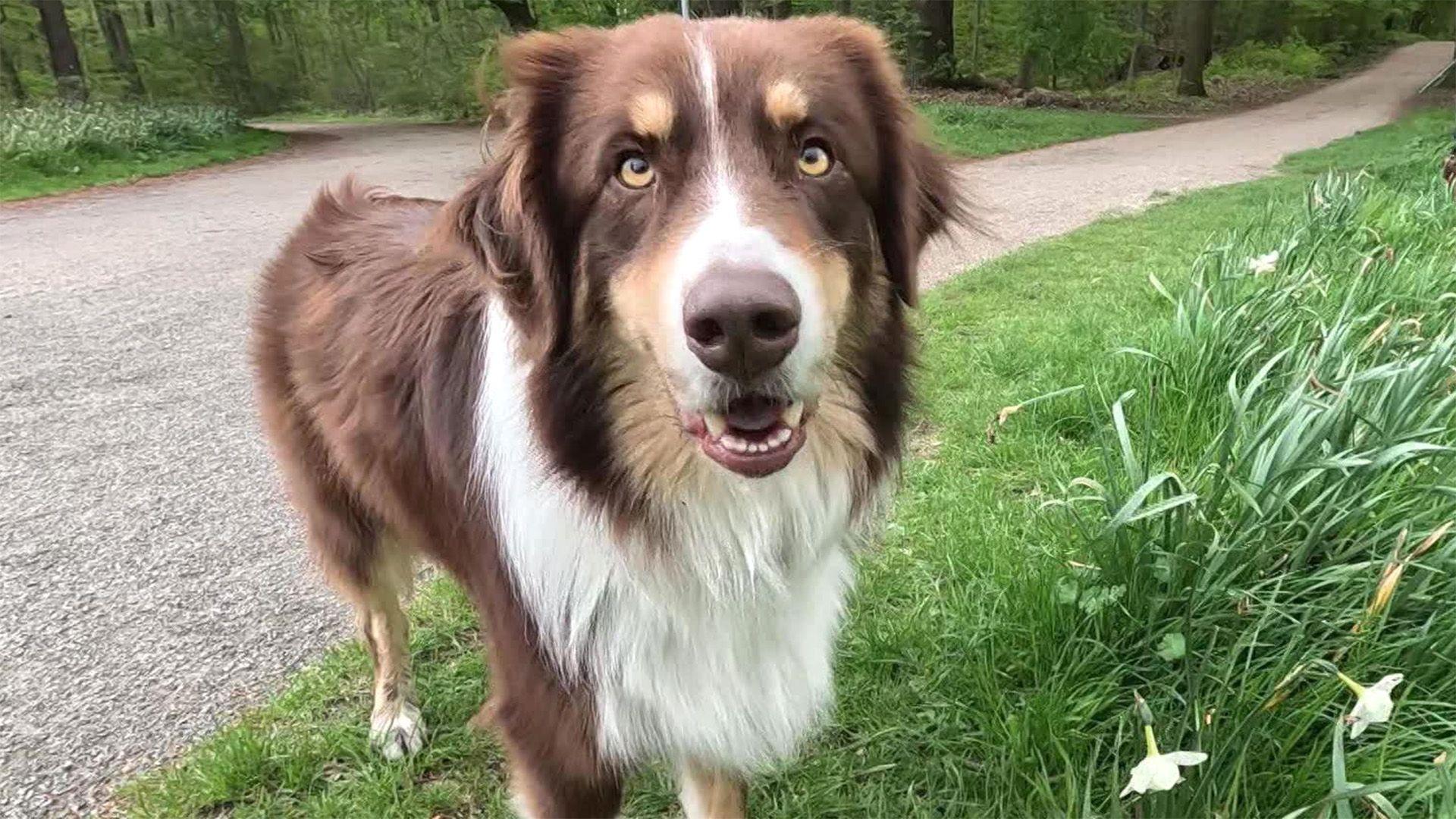 Hunde kommunizieren durch Augenkontakt