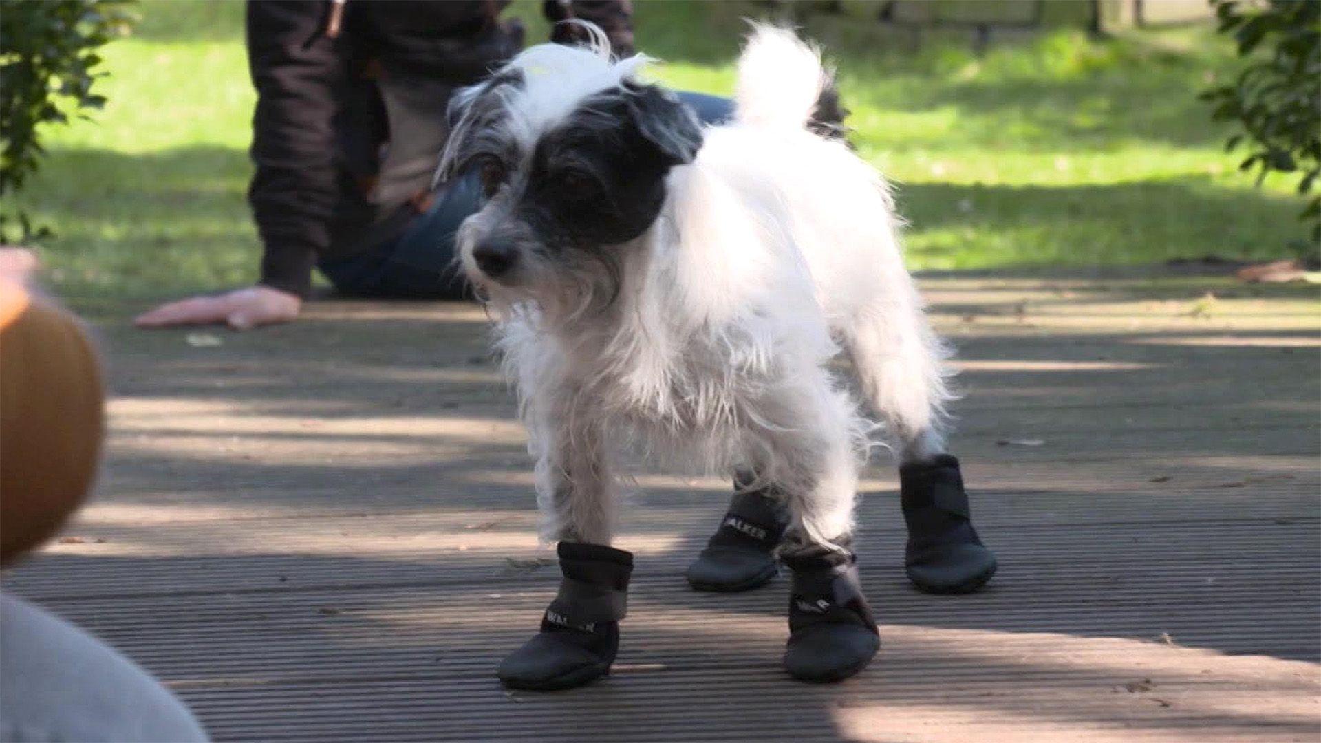 Sind Hundeschuhe sinnvoll oder nur Schnickschack?