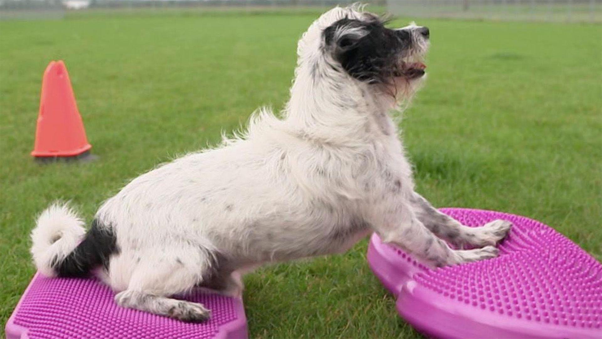 Hunde fit machen mit Dog Fitness Coach Jenny Käferböck