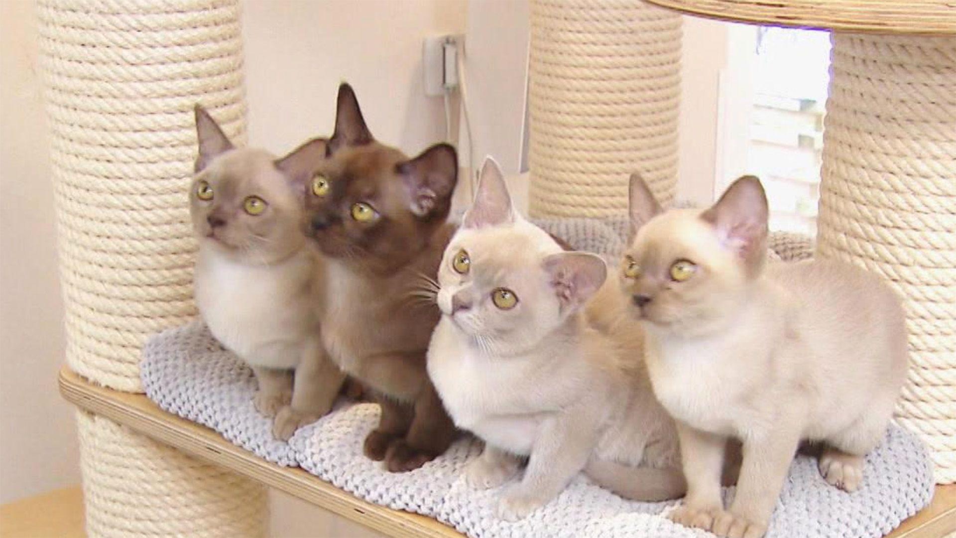 Thema u. a.: Burma-Katzen
