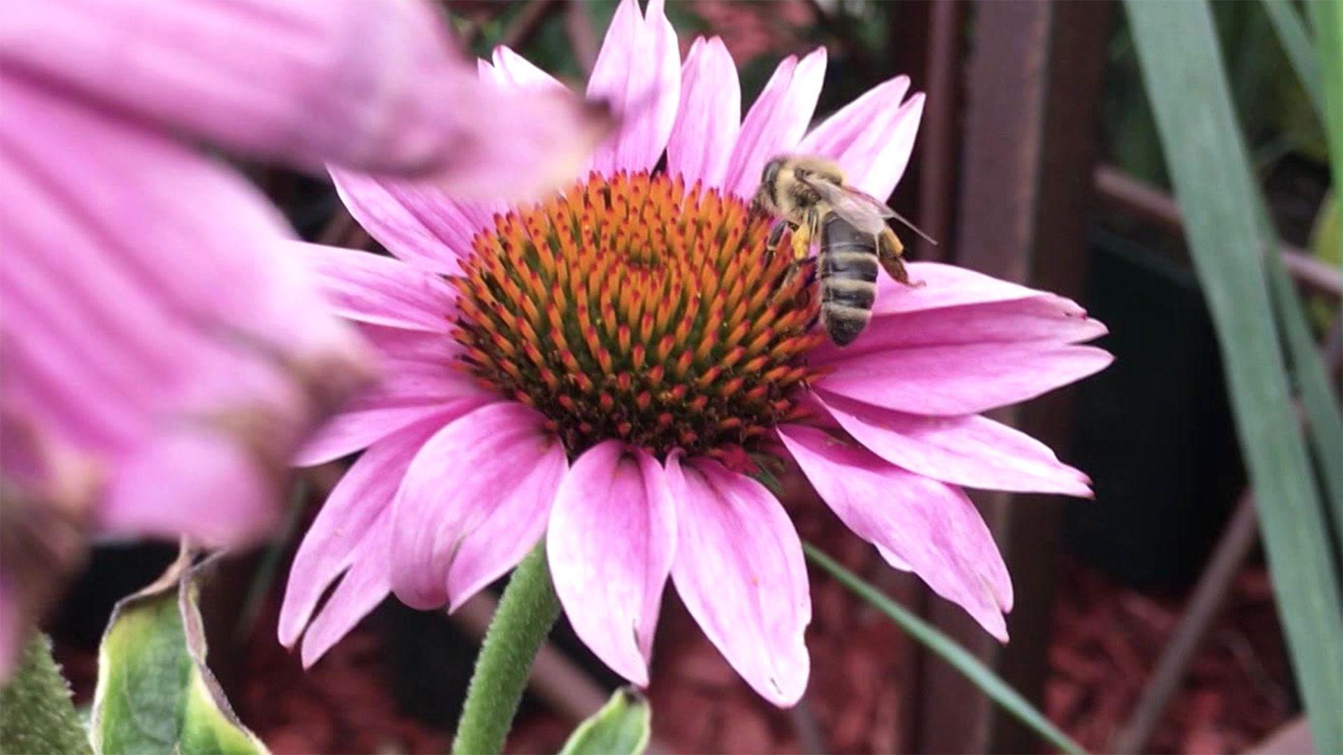 Bienenparadies Balkon