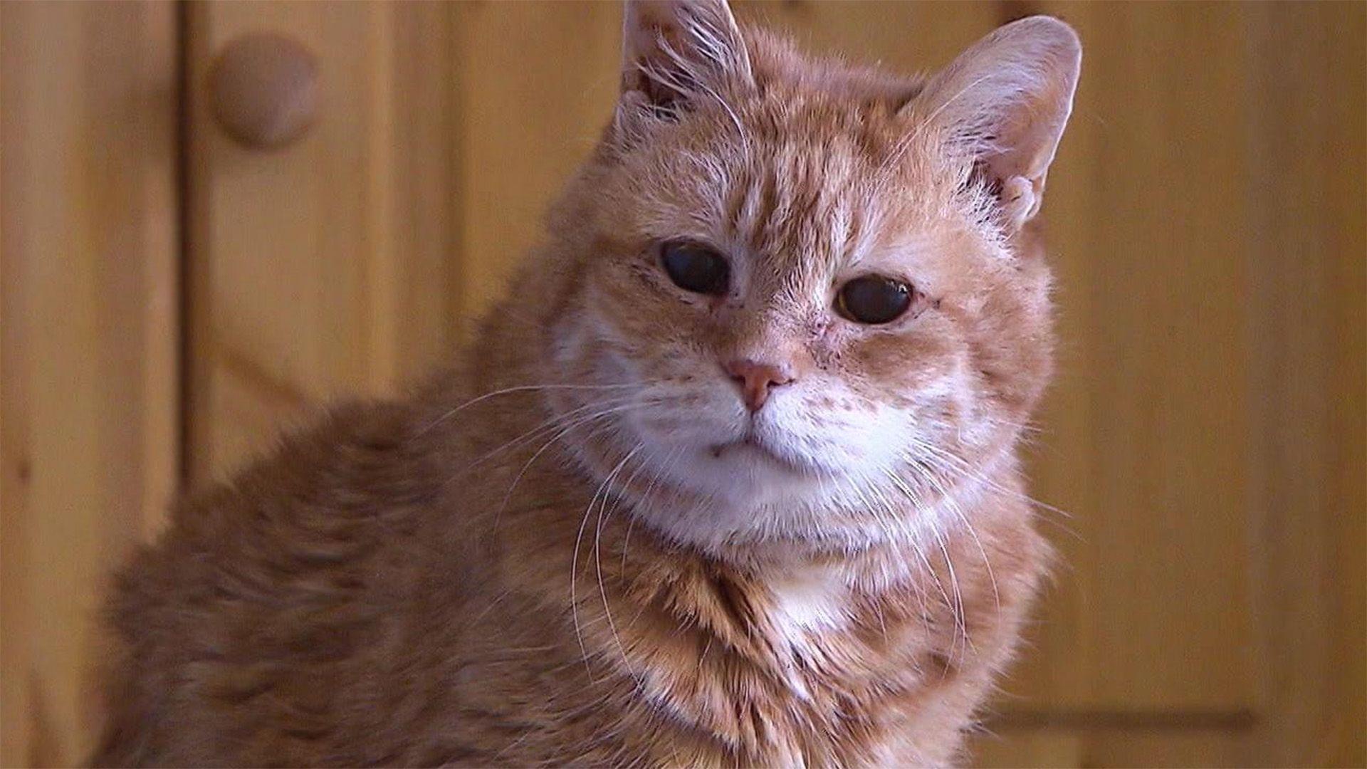 Thema u. a.: Wenn Katzen alt werden