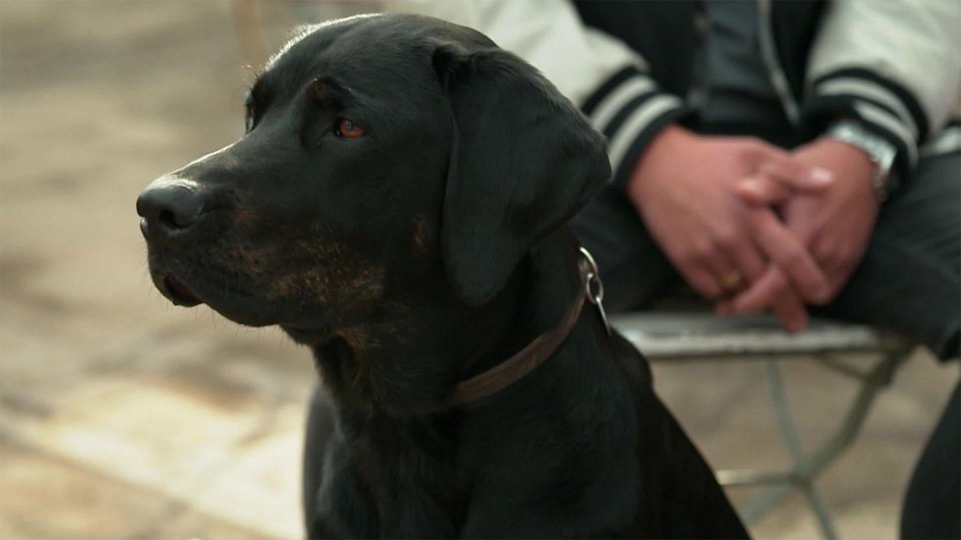 Der Hund gilt als der beste Freund des Menschen.