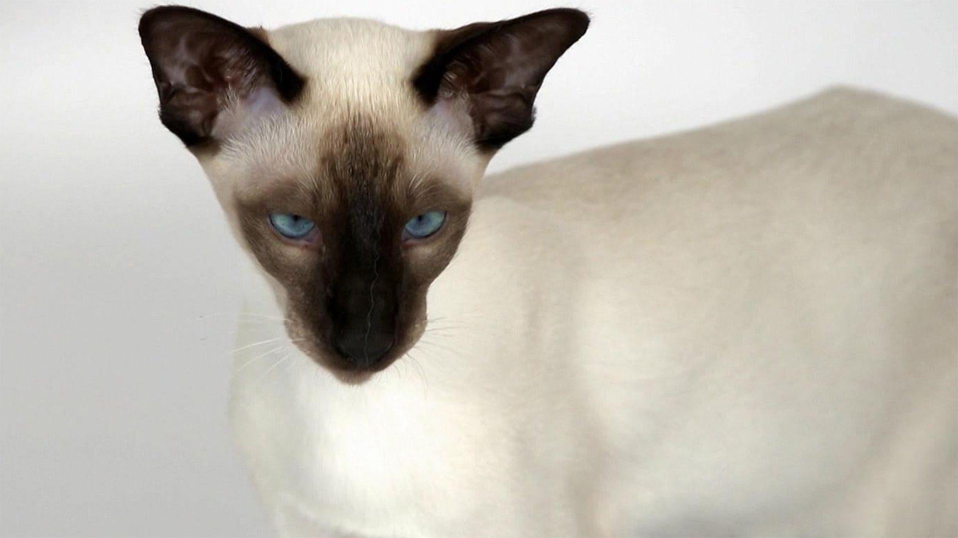 Die Siam-Katze