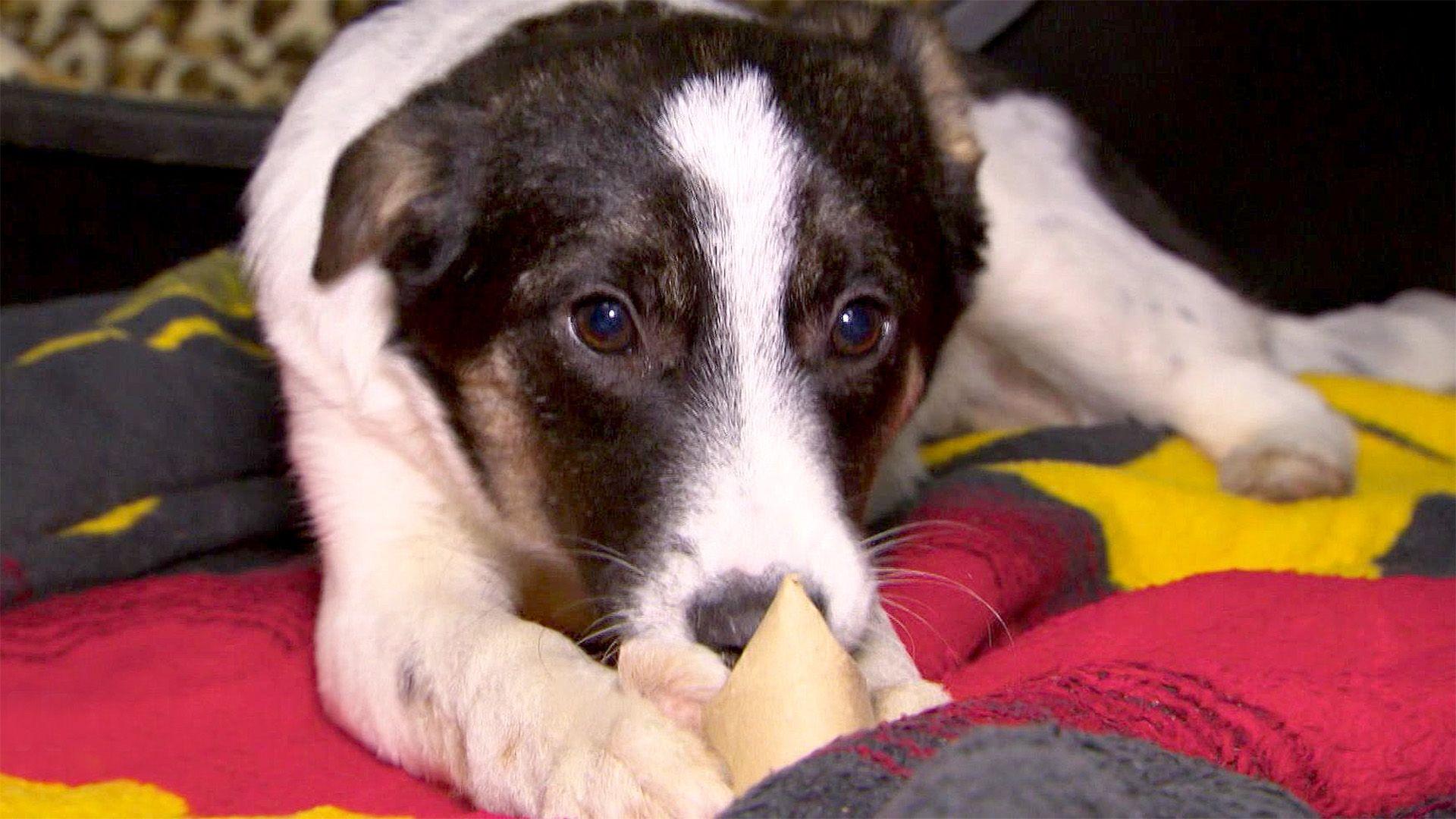 Thema heute u. a.: Beschäftigung für Tierheimhunde