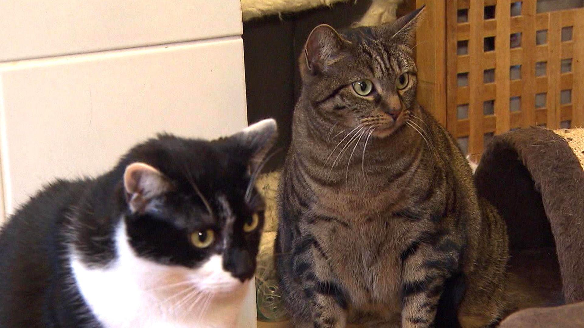 Hund vs. Katze: Ihre unterschiedlichen Körpersprachen