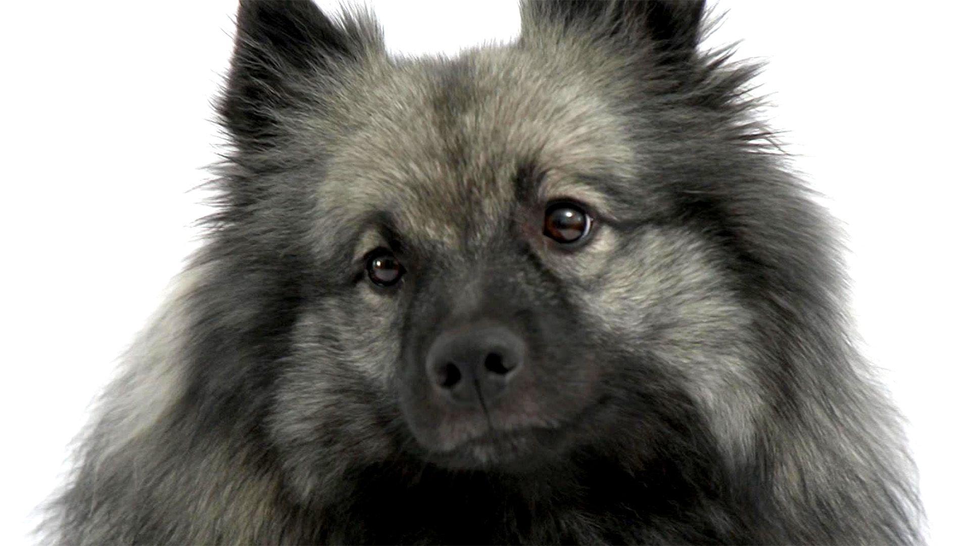 Wolfsspitz - der größte und älteste Hund Mitteleuropas