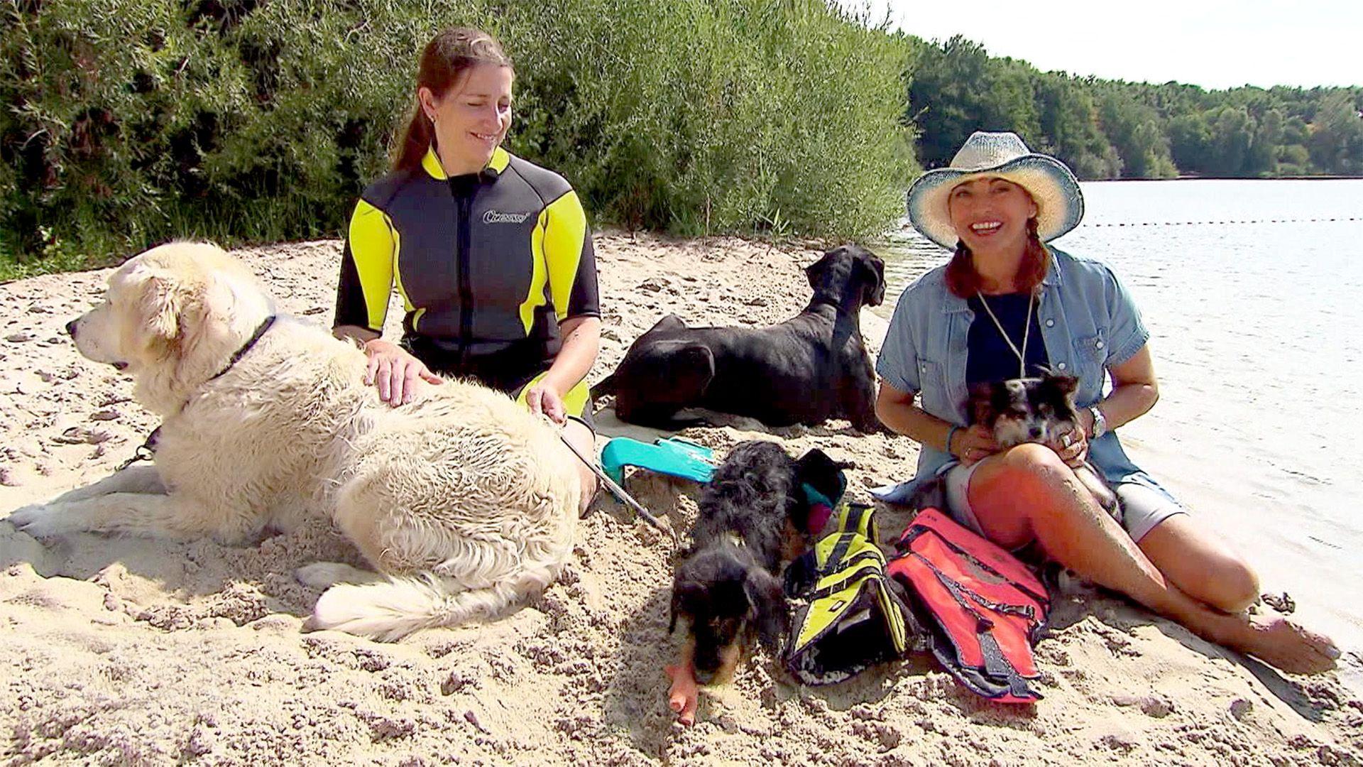 Thema u.a.: Hunde-Schwimmwesten