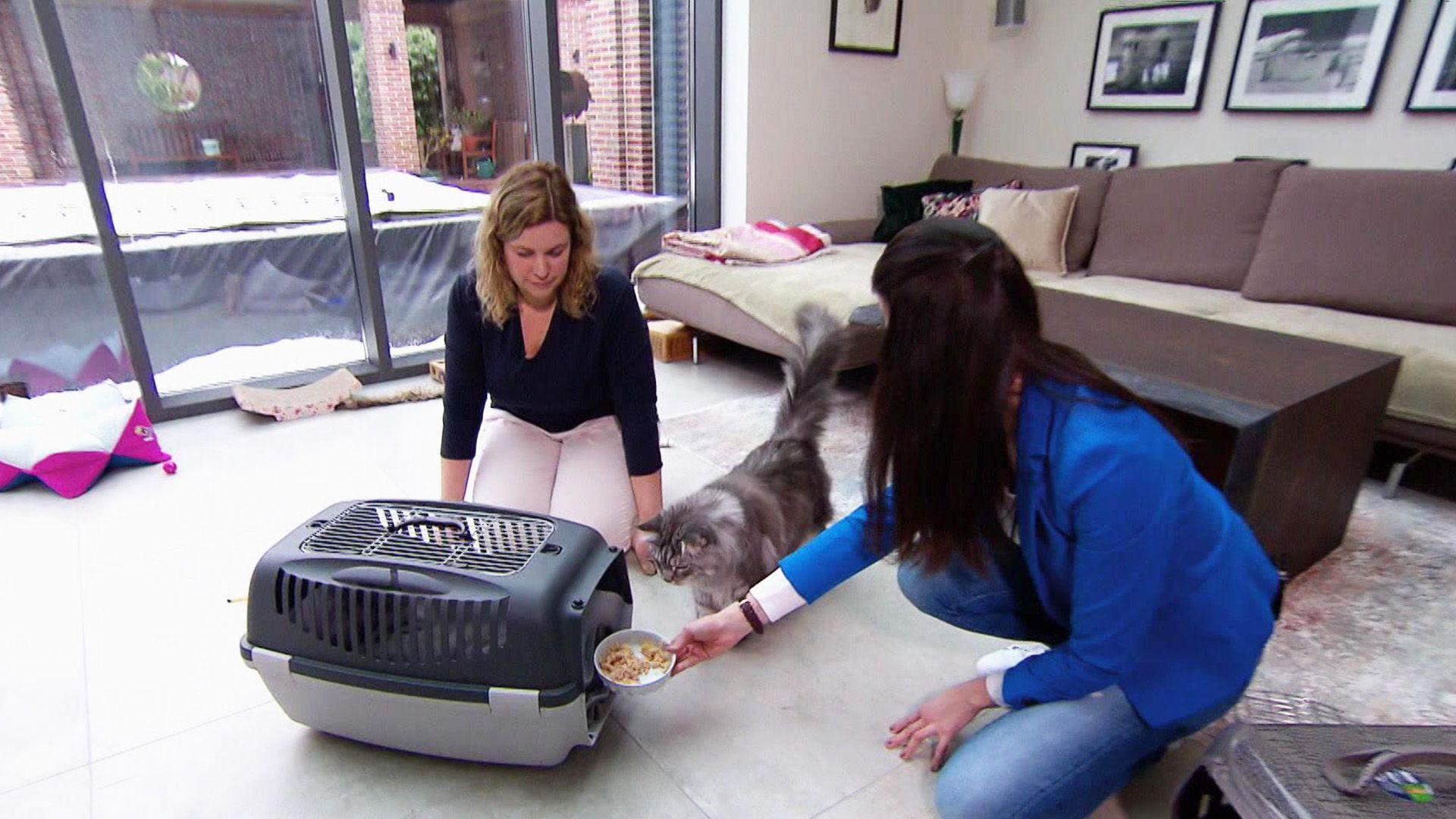Thema u.a.: Cat to the Vet! Tierarzttraining für Katzen