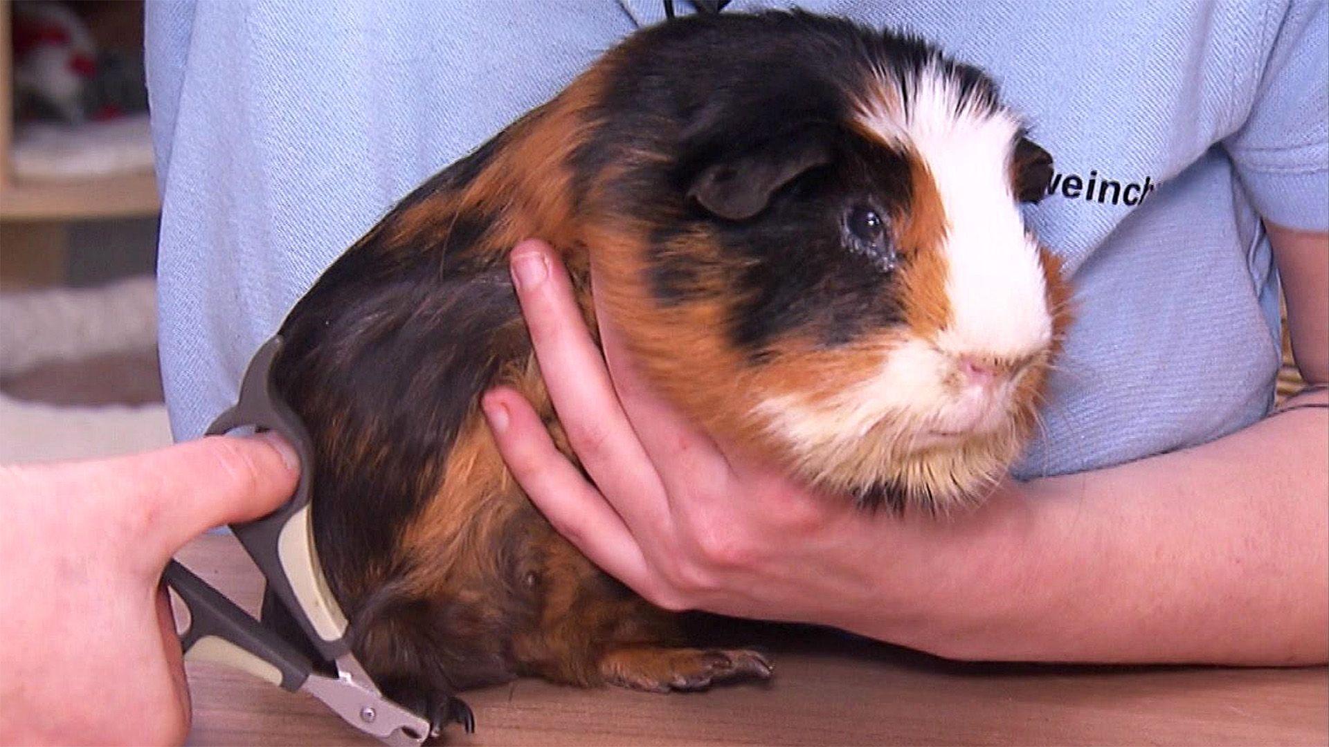 Thema u.a.: Meerschweinchen-Gesundheits-TÜV