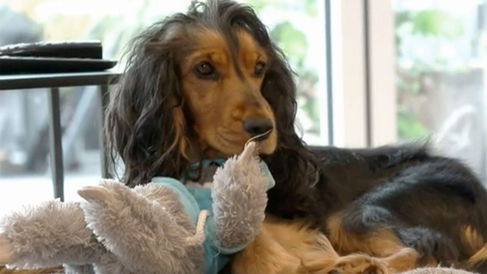 hundkatzemaus Spezial vom 05.10.2024