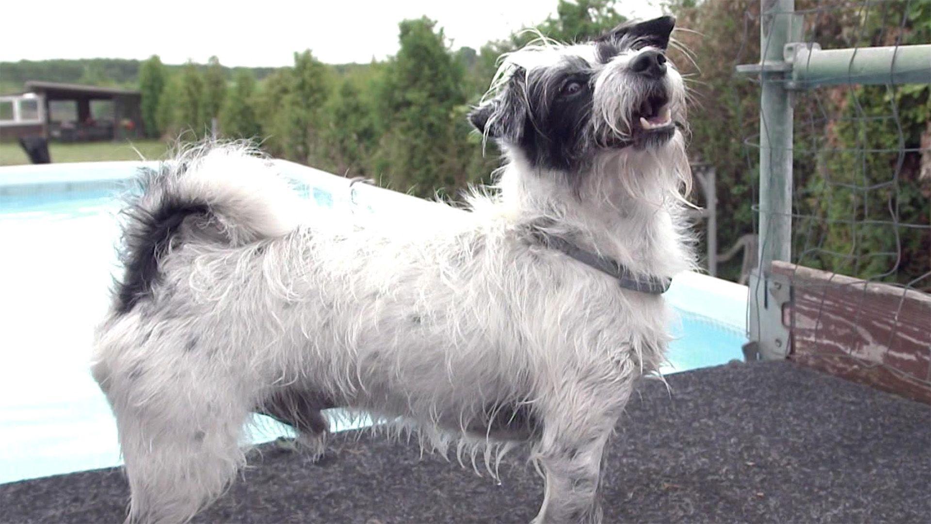 Höher, schneller, weiter - Dog Diving!