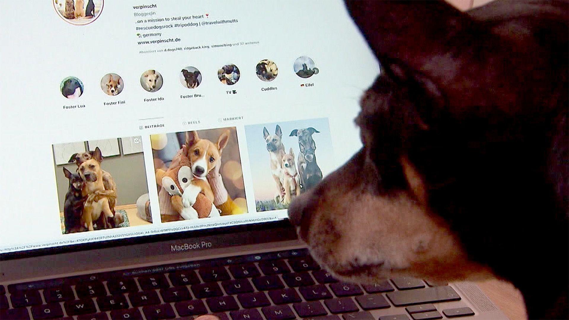 Thema u.a.: "Petfluencer"