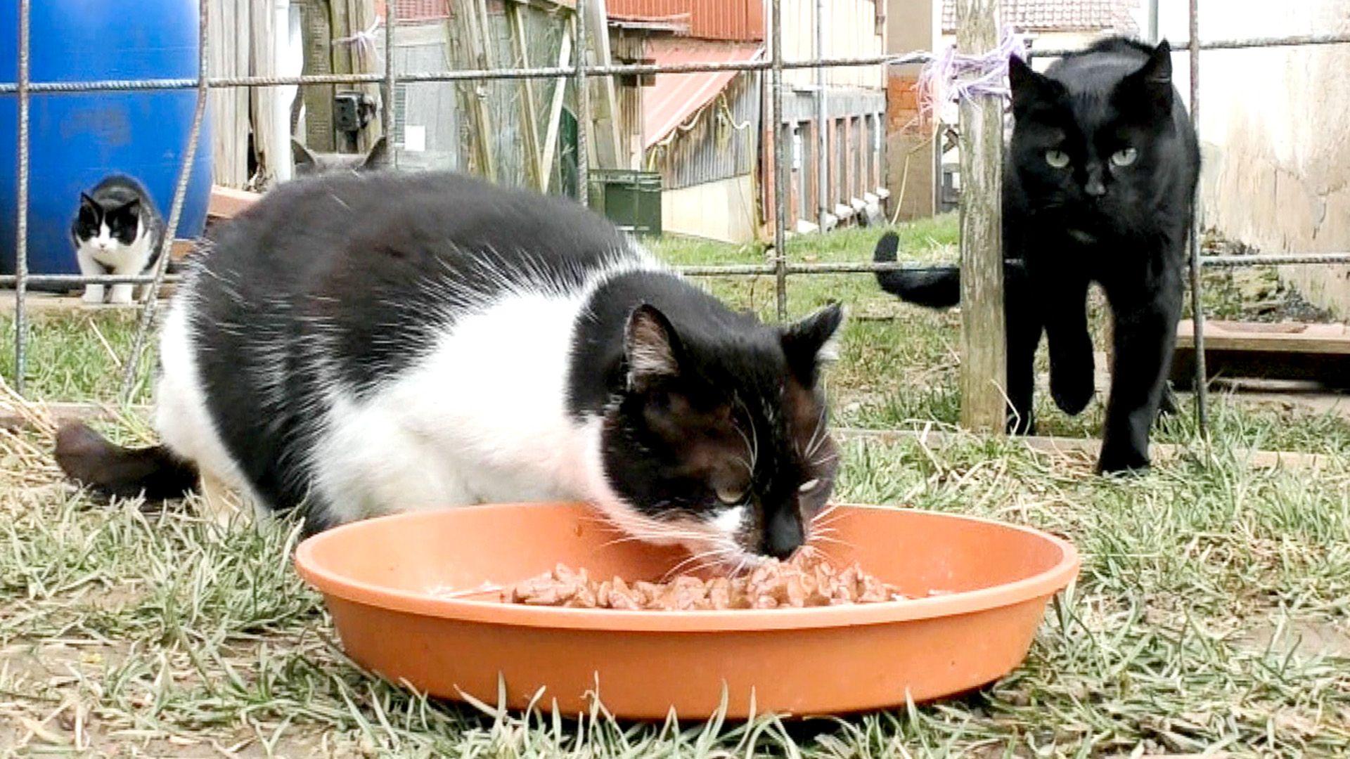Thema heute u.a.: Streunerkatzen