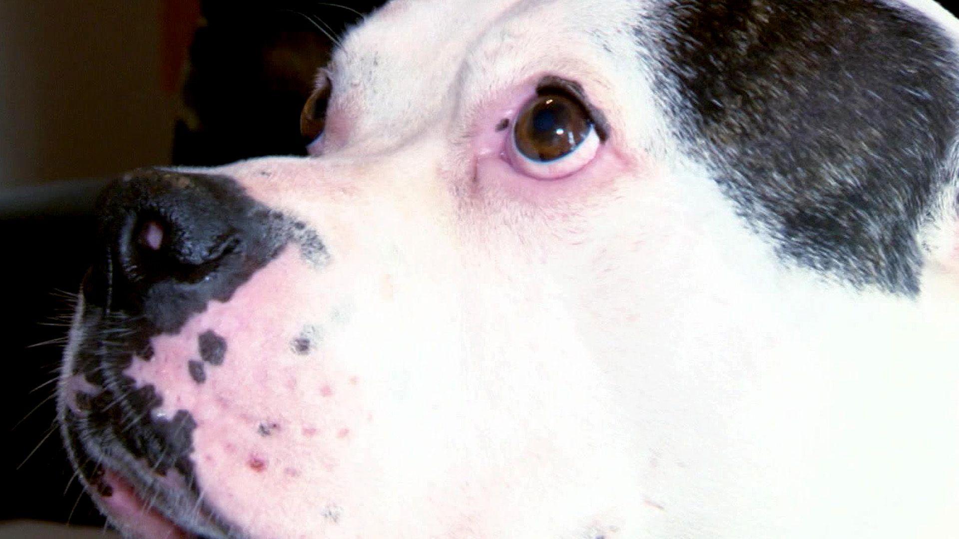 Die Bulldogge Bongo - ein Anwalt auf vier Pfoten