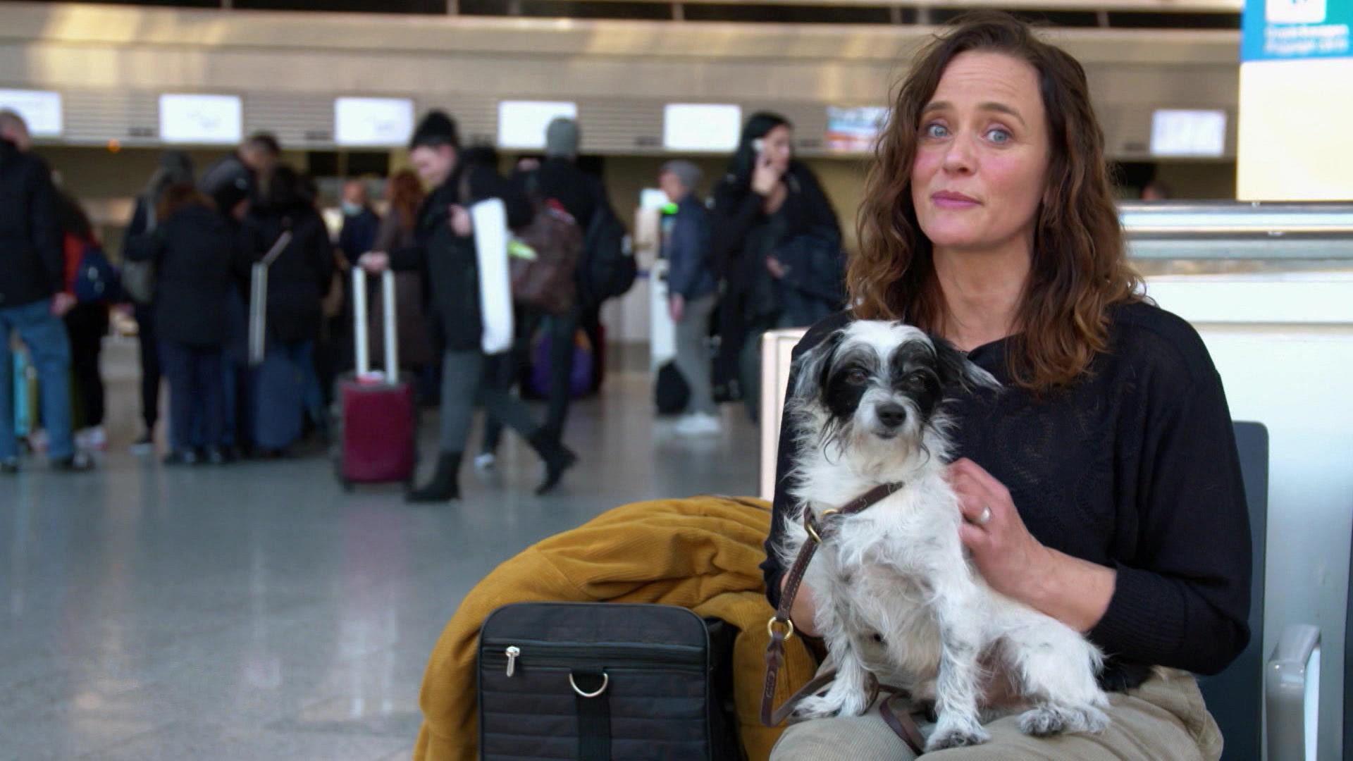 Fliegen mit Hund - so geht's!