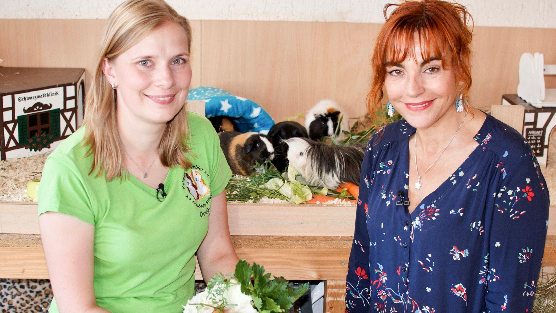 Heute u.a.: Die bunte Welt der Meerschweinchen-Rassen