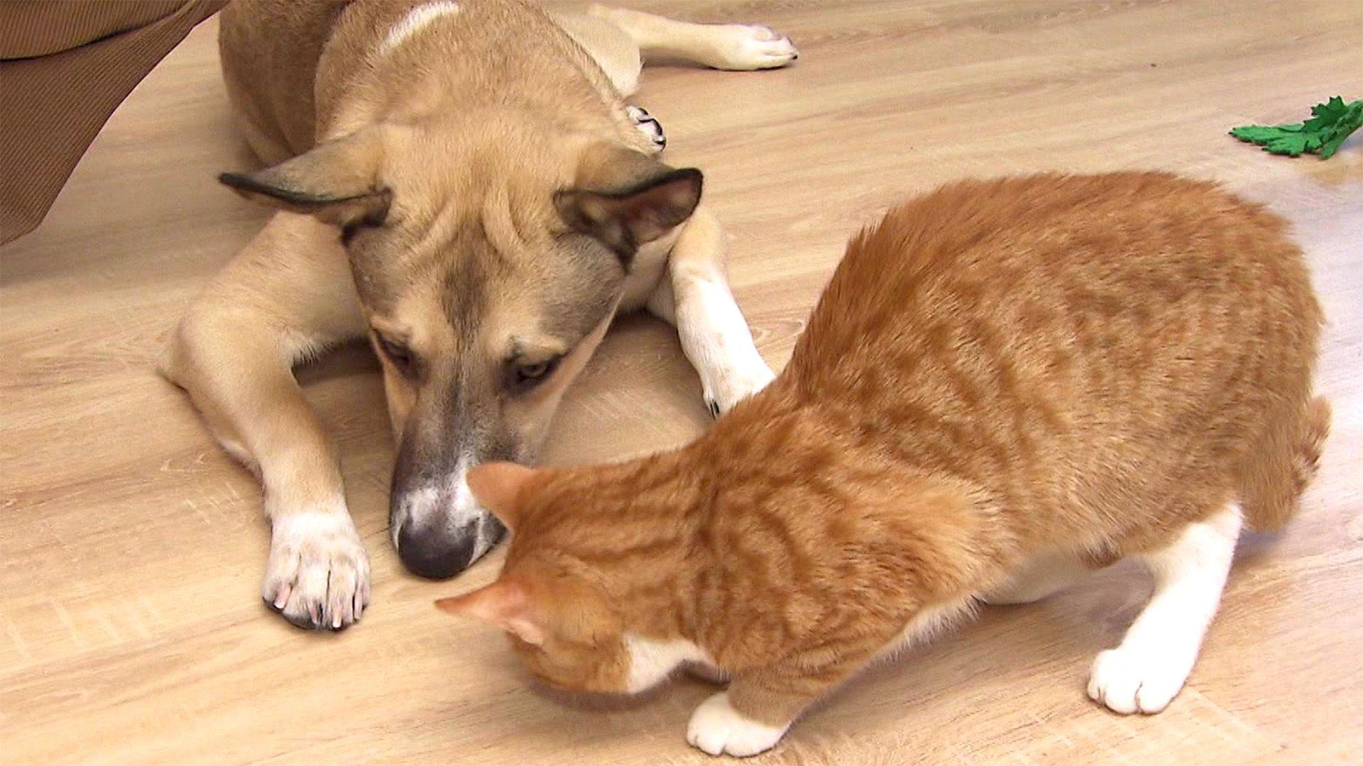 Tipps für das Zusammenleben von Hund und Katze