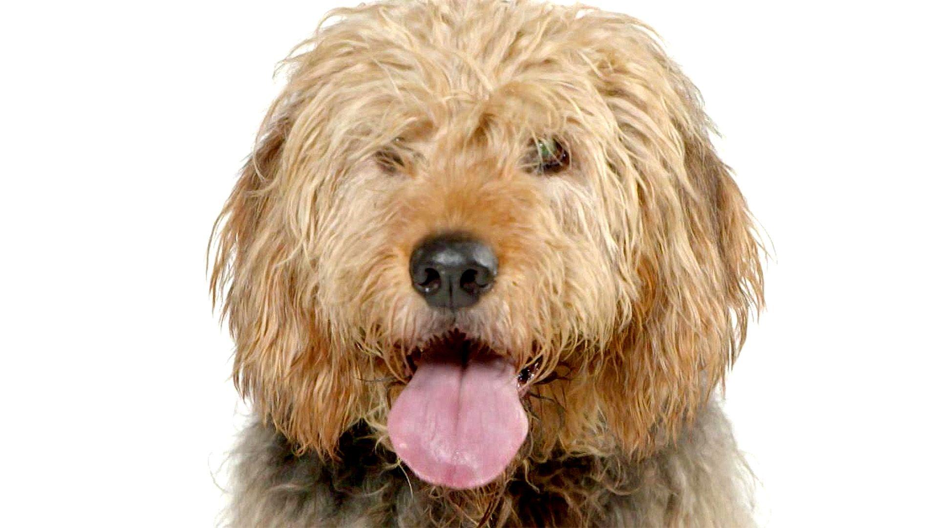 Heute u.a.: Der Otterhound im Portrait