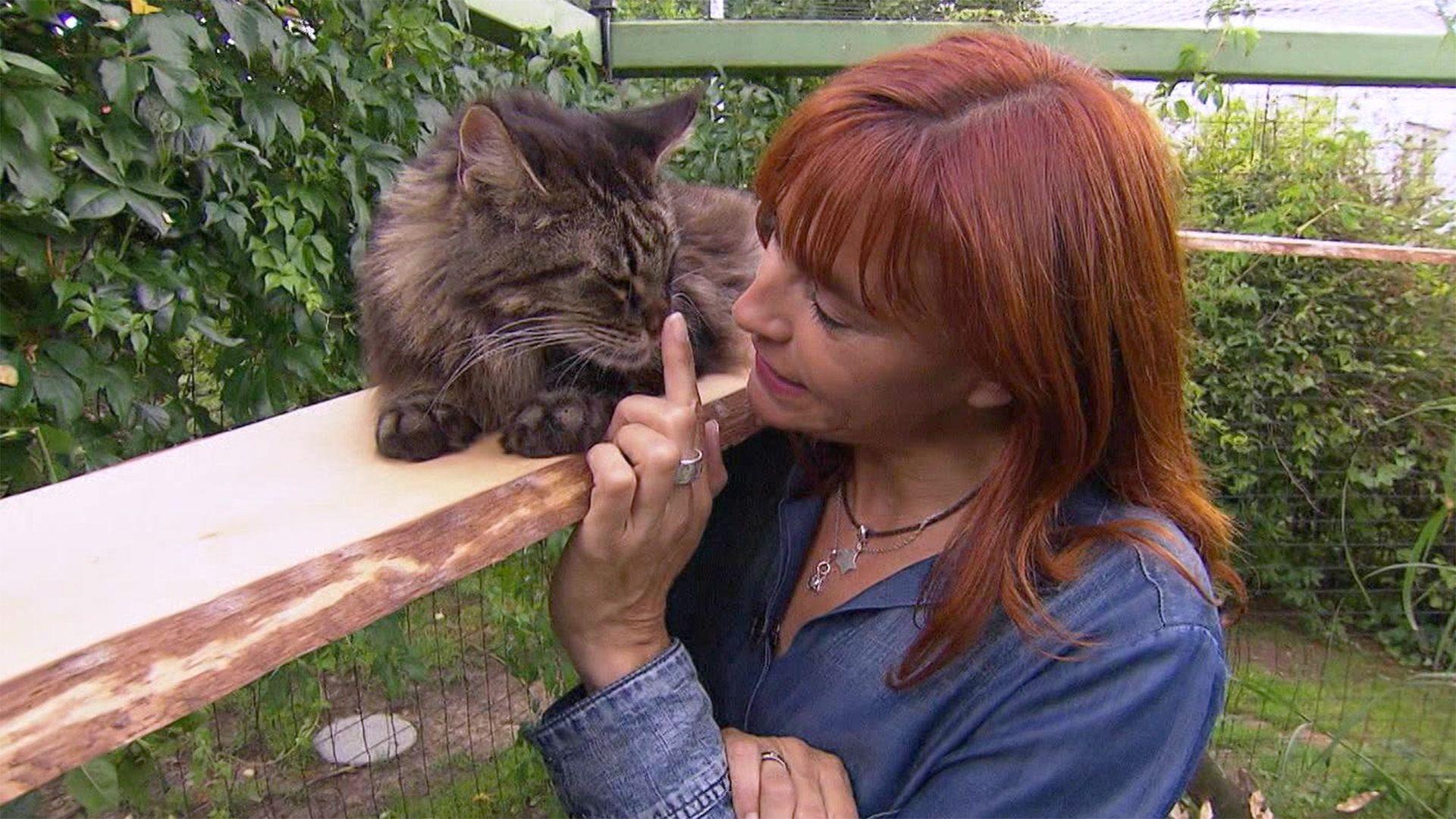 Thema u. a.: Katzenfreigehege
