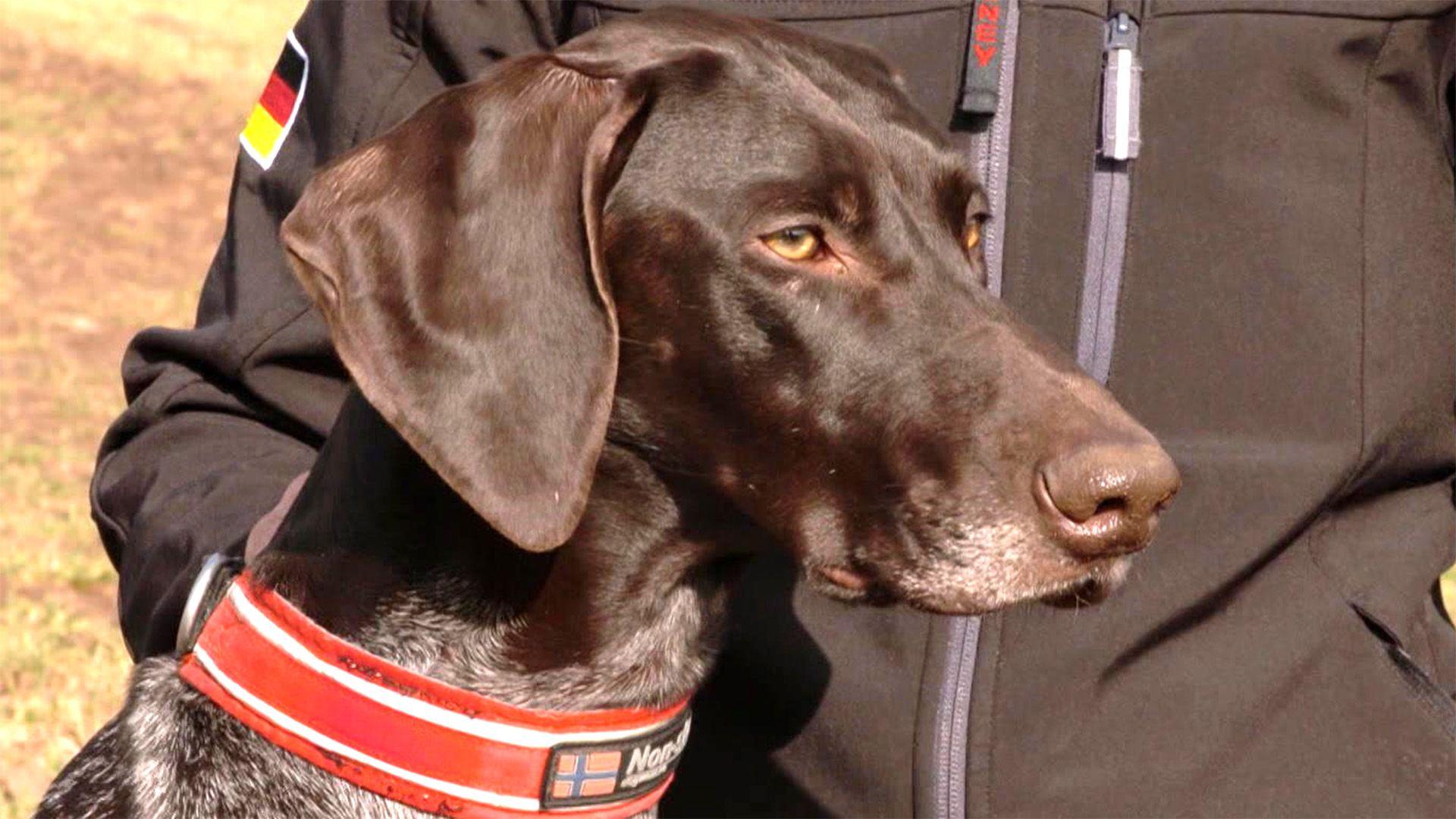 Thema u.a.: Der Zughundesport Dogscooter