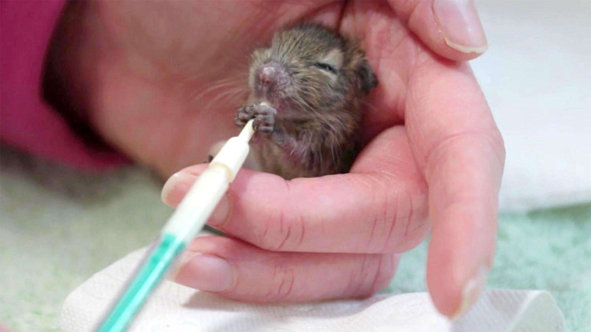 Tierheim in Not: 600 gerettete Degus