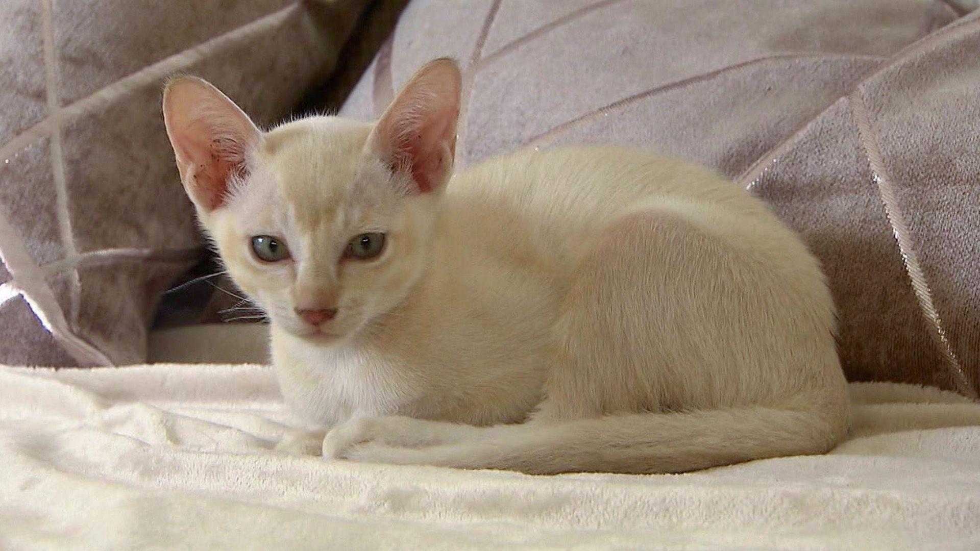 Heute u.a mit: Katzenportrait Tonkanesen