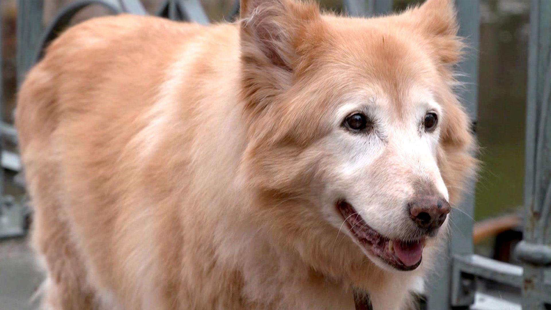Thema u.a.: Hundegeruch