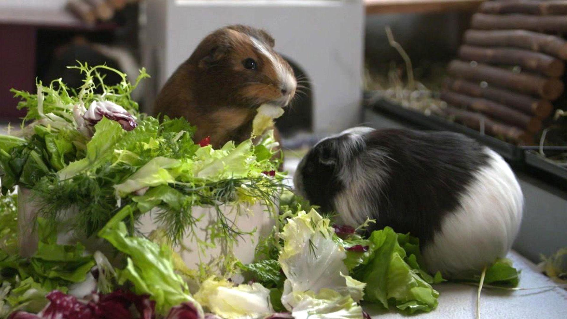 Naturnahe Lebensräume für 11 Meerschweinchen