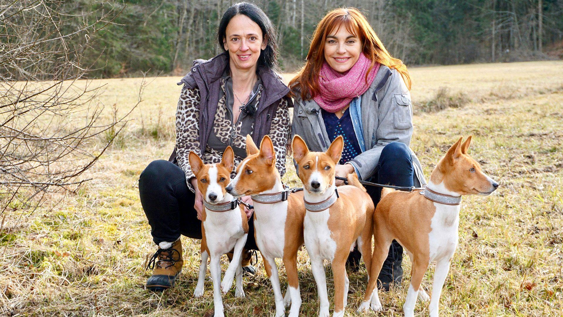 Thema heute u.a.: Rasseportrait Basenjis