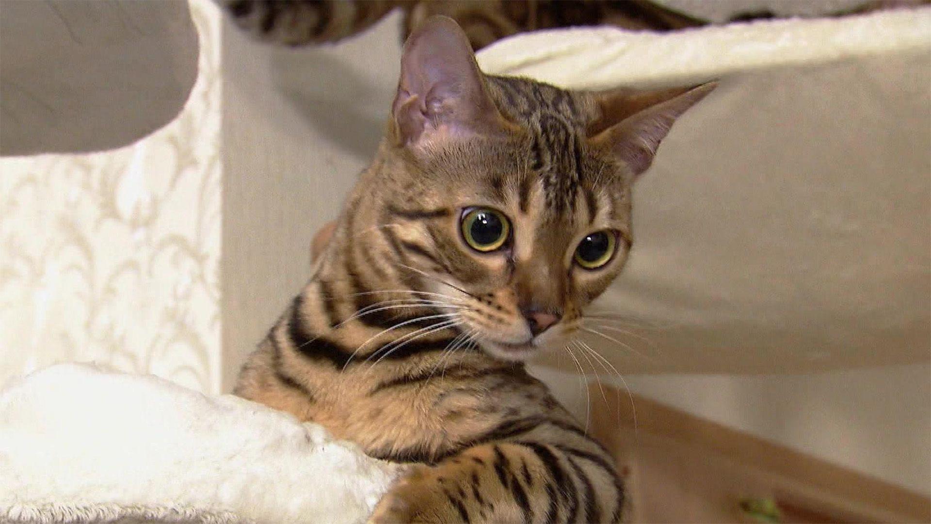 Katzen-Fellwechsel: Tipps zur Fellpflege