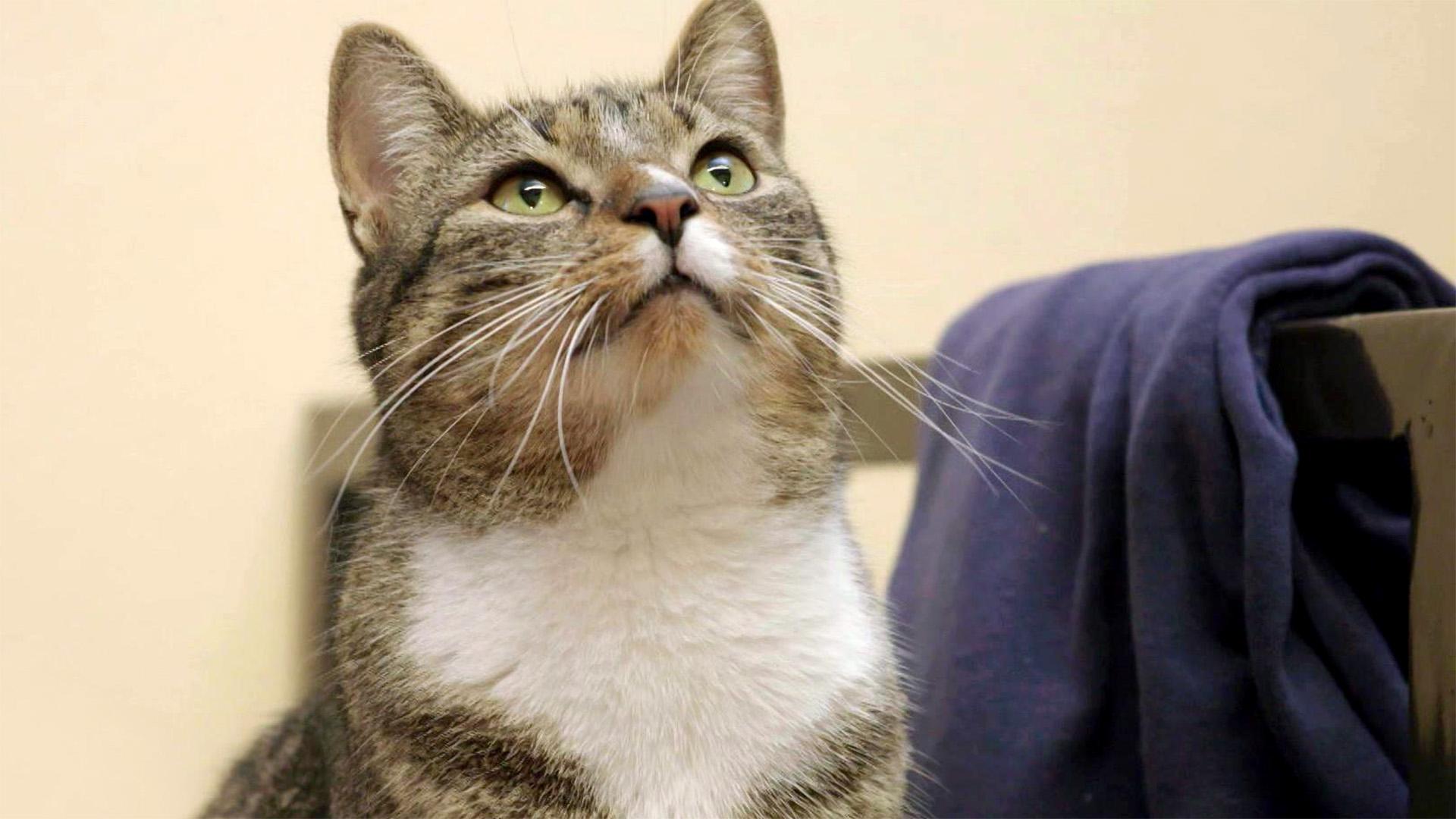 Themen u. a.: Gefängniskatzen und Hundeleinen
